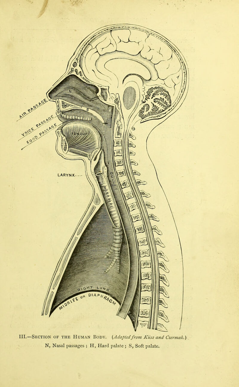 III.—Section of the Human Body. {Adaptedfrom KUss and Czermak.) N, Nasal passages ; H, Hard palate ; S, Soft palate.