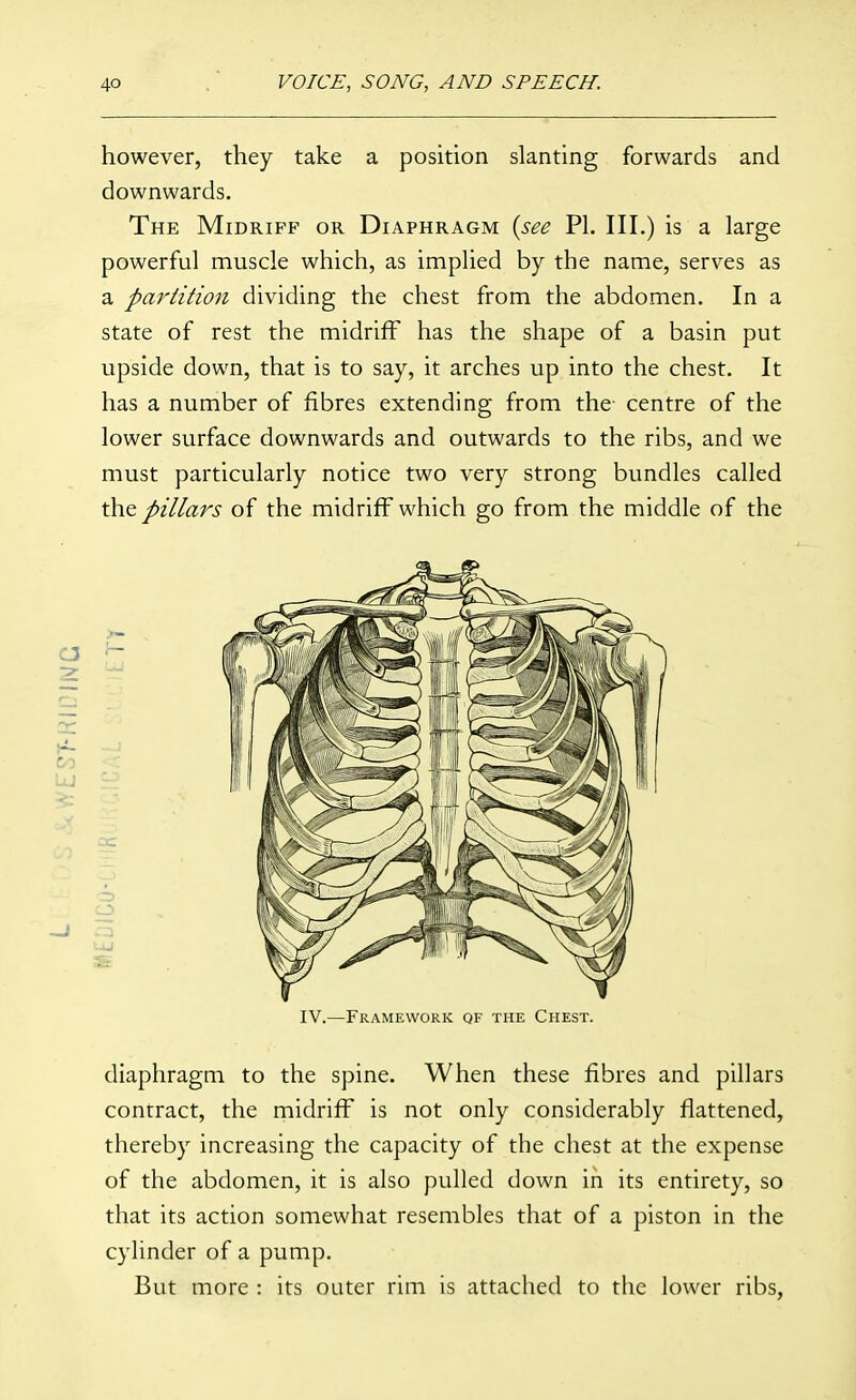 however, they take a position slanting forwards and downwards. The Midriff or Diaphragm {see PI. III.) is a large powerful muscle which, as implied by the name, serves as a partition dividing the chest from the abdomen. In a state of rest the midriff has the shape of a basin put upside down, that is to say, it arches up into the chest. It has a number of fibres extending from the centre of the lower surface downwards and outwards to the ribs, and we must particularly notice two very strong bundles called the pillars of the midriff which go from the middle of the UJ 3£ IV.—Framework qf the Chest. diaphragm to the spine. When these fibres and pillars contract, the midriff is not only considerably flattened, thereby increasing the capacity of the chest at the expense of the abdomen, it is also pulled down in its entirety, so that its action somewhat resembles that of a piston in the cylinder of a pump. But more : its outer rim is attached to the lower ribs,