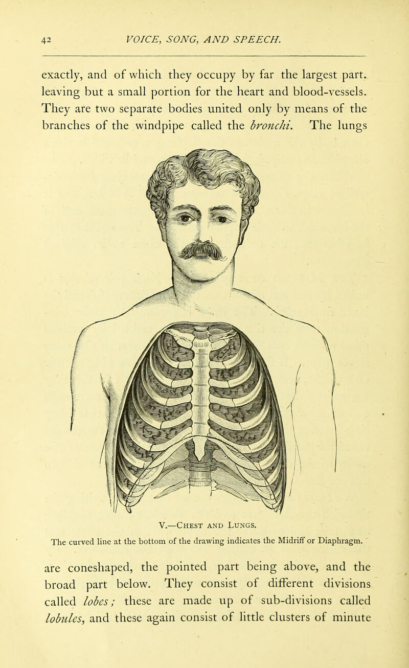 exactly, and of which they occupy by far the largest part, leaving but a small portion for the heart and blood-vessels. They are two separate bodies united only by means of the branches of the windpipe called the bronchi. The lungs V.—Chest and Lungs. The curved line at the bottom of the drawing indicates the Midriff or Diaphragm. are coneshaped, the pointed part being above, and the broad part below. They consist of different divisions called lobes; these are made up of sub-divisions called lobtiles, and these again consist of little clusters of minute