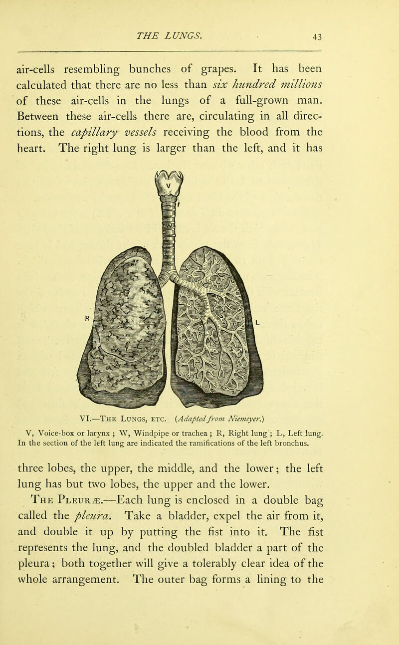 air-cells resembling bunches of grapes. It has been calculated that there are no less than six hundred millions of these air-cells in the lungs of a full-grown man. Between these air-cells there are, circulating in all direc- tions, the capillary vessels receiving the blood from the heart. The right lung is larger than the left, and it has VI.—The Lungs, etc. {Adaptedfrom Niemeyer.) V, Voice-box or larynx ; W, Windpipe or trachea; R, Right lung ; L, Left lung. In the section of the left lung are indicated the ramifications of the left bronchus. three lobes, the upper, the middle, and the lower; the left lung has but two lobes, the upper and the lower. The Pleurae.—Each lung is enclosed in a double bag called the pleura. Take a bladder, expel the air from it, and double it up by putting the fist into it. The fist represents the lung, and the doubled bladder a part of the pleura; both together will give a tolerably clear idea of the whole arrangement. The outer bag forms a lining to the