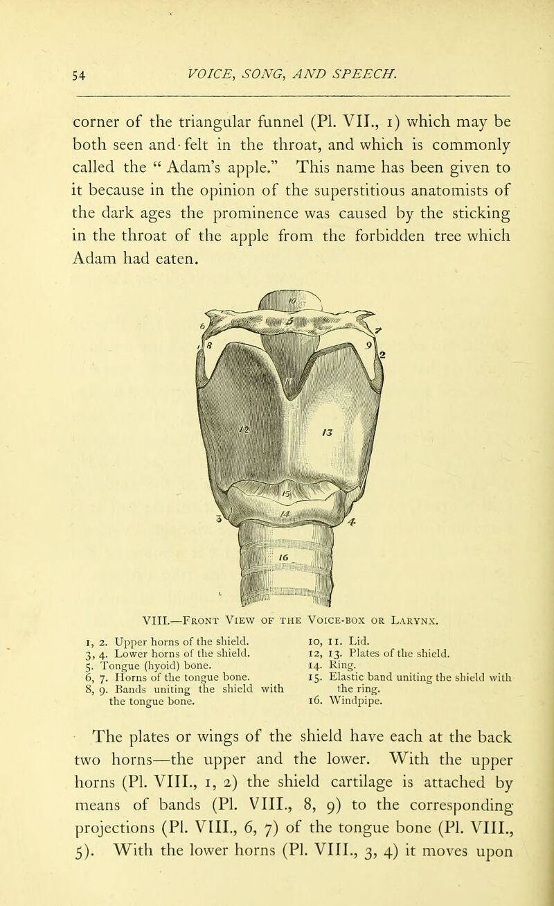 corner of the triangular funnel (PI. VII., i) which may be both seen and-felt in the throat, and which is commonly- called the  Adam's apple. This name has been given to it because in the opinion of the superstitious anatomists of the dark ages the prominence was caused by the sticking in the throat of the apple from the forbidden tree which Adam had eaten. VIII.—Front View of the Voice-box or Larynx. I, 2. Upper horns of the shield. 3, 4. Lower horns of the shield. 5. Tongue (hyoid) bone. 6, 7. Horns of the tongue hone. 8, 9. Bands uniting the shield with the tongue bone. 10, II. Lid. 12, 13. Plates of the shield. 14. Ring. 15. Elastic band uniting the shield with the ring. 16. Windpipe. The plates or wings of the shield have each at the back two horns—the upper and the lower. With the upper horns (PI. VIII., i, 2) the shield cartilage is attached by means of bands (PL VIII., 8, 9) to the corresponding- projections (PI. VIII., 6, 7) of the tongue bone (PI. VIII,, 5). With the lower horns (PI. VIII., 3, 4) it moves upon