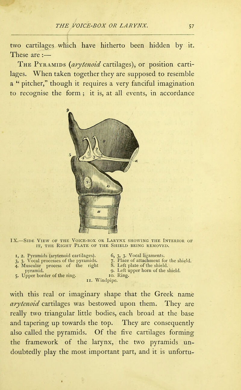 two cartilages which have hitherto been hidden by it. These are :— The Pyramids {arytenoid cartilages), or position carti- lages. When taken together they are supposed to resemble a  pitcher, though it requires a very fanciful imagination to recognise the form ; it is, at all events, in accordance 9 IX.—Side View of the Voice-box or Larynx showing the Interior of IT, the Right Plate of the Shield being removed. I, 2. Pyramids (arytenoid cartilages). 6, 3, 3. Vocal ligaments. 3. 3. Vocal processes of the pyramids. 7. Place of attachment for the shield. 4. Muscular process of the right 8. Left plate of the shield. pyramid. 9. Left upper horn of the shield. 5. Upper border of the ring. 10. Ring. II. Windpipe. with this real or imaginary shape that the Greek name arytenoid cartilages was bestowed upon them. They are really two triangular little bodies, each broad at the base and tapering up towards the top. They are consequently also called the pyramids. Of the five cartilages forming the framework of the larynx, the two pyramids un- doubtedly play the most important part, and it is unfortu-