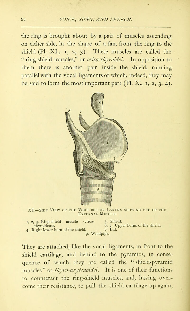 the ring is brought about by a pair of muscles ascending on either side, in the shape of a fan, from the ring to the shield (PI. XL, i, 2,, 3). These muscles are called the  ring-shield muscles, or crico-thyroidei. In opposition to them there is another pair inside the shield, running parallel with the vocal ligaments of which, indeed, they may be said to form the most important part (PI. X., i, 2, 3, 4). XI.—Side View of the Voice-box or Larynx showing one of the External Muscles. I, 2, 3. Ring-sliield muscle (crico- 5- Shield. tliyroideus). 6,7. Upper horns of the shield. 4. Right lower horn of the shield. 8. Lid. 9. Windpipe. They are attached, like the vocal ligaments, in front to the shield cartilage, and behind to the pyramids, in conse- quence of which they are called the  shield-pyramid muscles  or tJiyro-arytenoidei. It is one of their functions to counteract the ring-shield muscles, and, having over- come their resistance, to pull the shield cartilage up again,