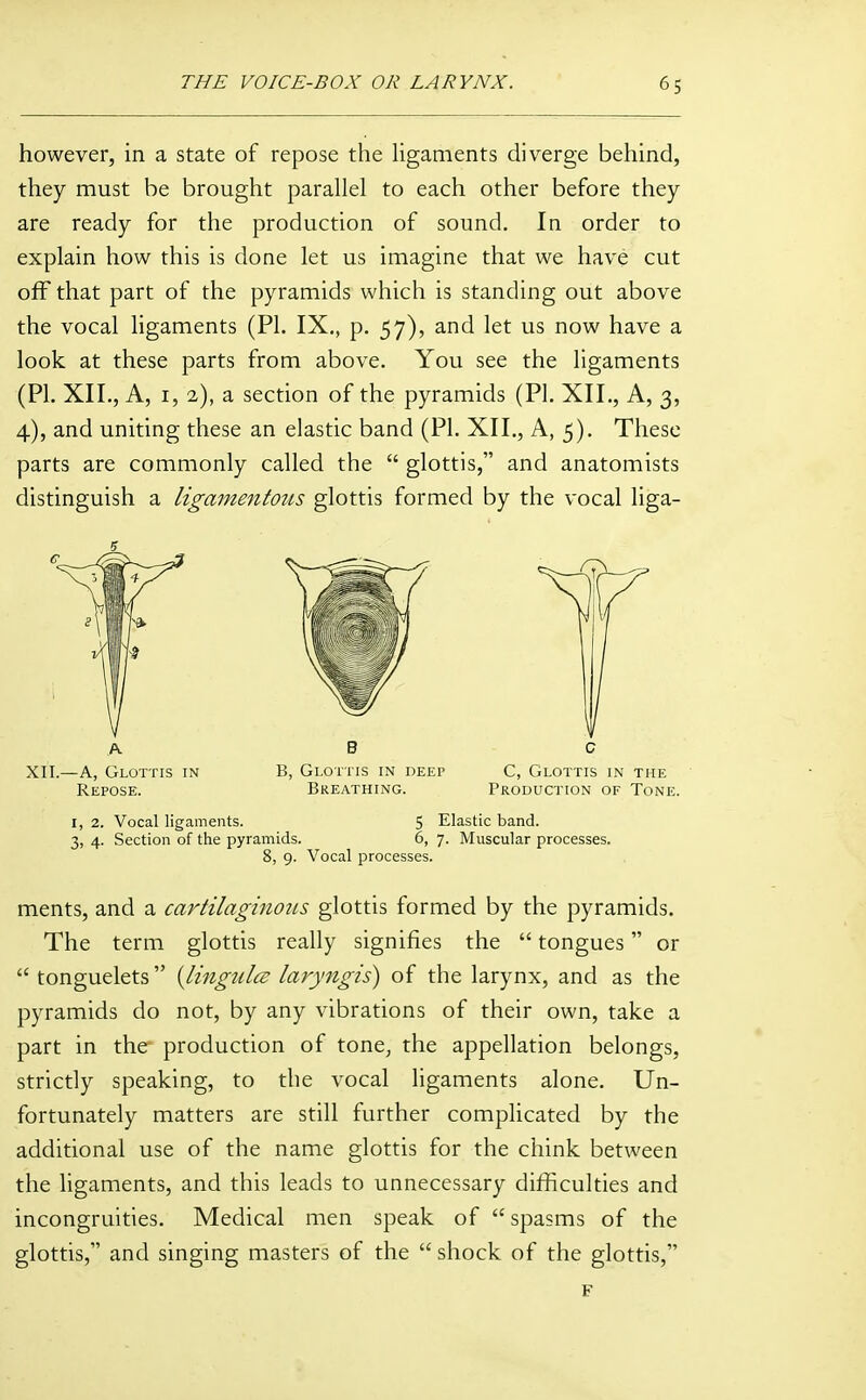 however, in a state of repose the Hgaments diverge behind, they must be brought parallel to each other before they are ready for the production of sound. In order to explain how this is done let us imagine that we have cut off that part of the pyramids which is standing out above the vocal ligaments (PL IX., p. 57), and let us now have a look at these parts from above. You see the ligaments (PI. XII., A, I, 2), a section of the pyramids (PI, XII., A, 3, 4), and uniting these an elastic band (PI. XII., A, 5). These parts are commonly called the  glottis, and anatomists distinguish a ligamentous glottis formed by the vocal liga- ABC XII.—A, Glottis in B, Glottis in deep C, Glottis in the Repose. Breathing. Production of Tone. I, 2. Vocal ligaments. 5 Elastic band. 3, 4. Section of the pyramids. 6, 7. Muscular processes. 8, 9. Vocal processes. ments, and a cartilaginous glottis formed by the pyramids. The term glottis really signifies the  tongues or  tonguelets  {lingulce laryngis) of the larynx, and as the pyramids do not, by any vibrations of their own, take a part in the production of tone^ the appellation belongs, strictly speaking, to the vocal ligaments alone. Un- fortunately matters are still further complicated by the additional use of the name glottis for the chink between the hgaments, and this leads to unnecessary difficulties and incongruities. Medical men speak of  spasms of the glottis, and singing masters of the shock of the glottis, F