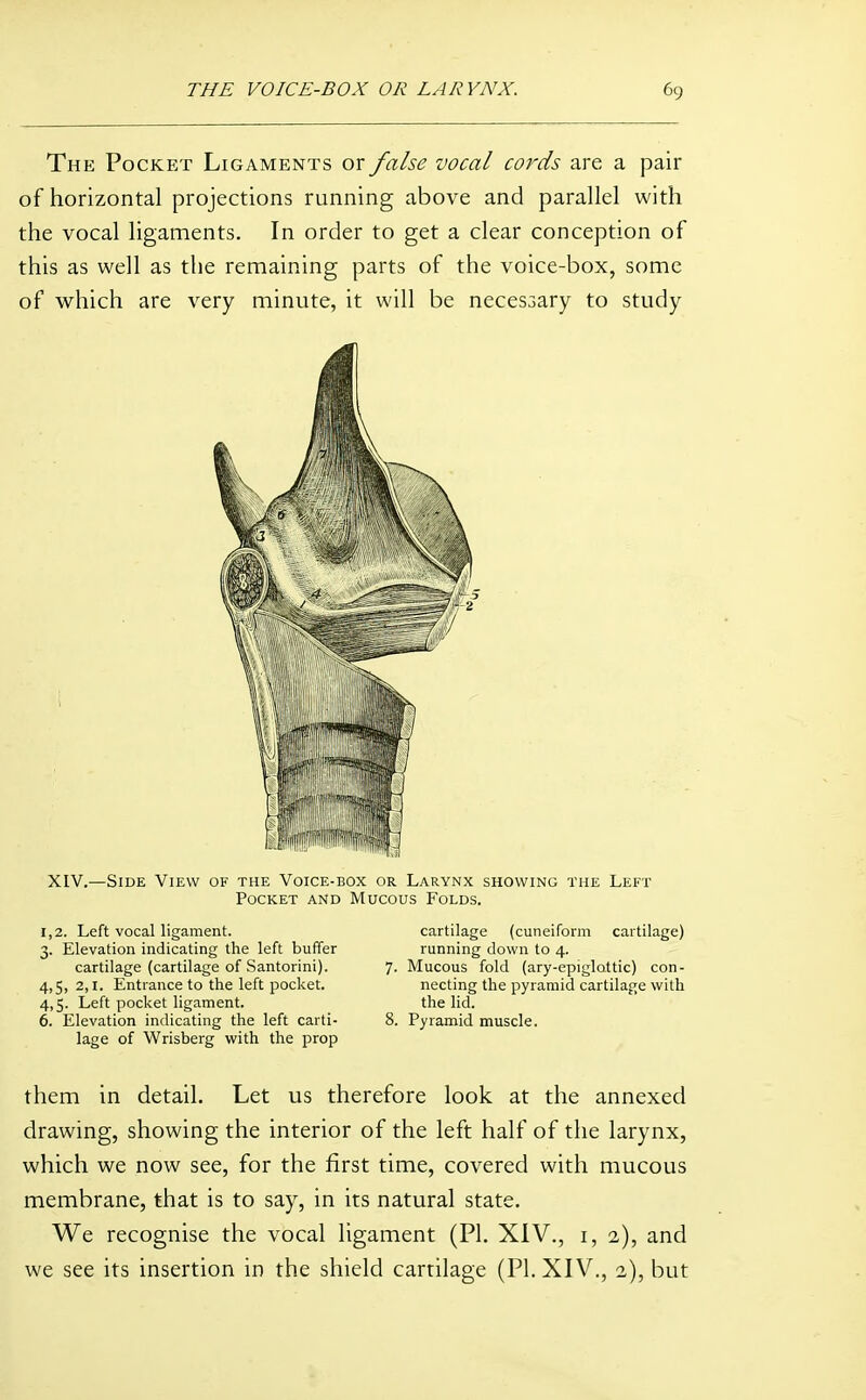 The Pocket Ligaments or false vocal cords are a pair of horizontal projections running above and parallel with the vocal ligaments. In order to get a clear conception of this as well as the remaining parts of the voice-box, some of which are very minute, it will be necesoary to study XIV.—Side View of the Voice-box or Larynx showing the Left Pocket and Mucous Folds. 1,2. Left vocal ligament. 3. Elevation indicating the left buffer cartilage (cartilage of Santorini). 4,5, 2,1. Entrance to the left pocket. 4,5. Left pocket ligament. 6. Elevation indicating the left carti- lage of Wrisberg with the prop cartilage (cuneiform cartilage) running down to 4. 7. Mucous fold (ary-epiglottic) con- necting the pyramid cartilage with the lid. 8. Pyramid muscle. them in detail. Let us therefore look at the annexed drawing, showing the interior of the left half of the larynx, which we now see, for the first time, covered with mucous membrane, that is to say, in its natural state. We recognise the vocal ligament (PI. XIV., i, 2), and we see its insertion in the shield cartilage (PI. XIV., 2), but