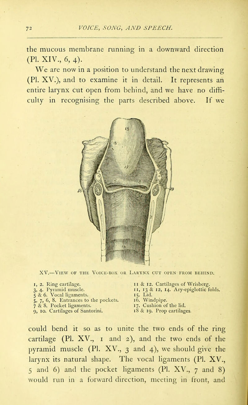 the mucous membrane running in a downward direction (PL XIV., 6, 4). We are now in a position to understand the next drawing (PI. XV.), and to examine it in detail. It represents an entire larynx cut open from behind, and we have no diffi- culty in recognising the parts described above. If we XV.—View of the Voice-box or Larynx cut open from behind. I, 2. Ring cartilage. 3, 4. Pyramid muscle. 5 & 6. Vocal ligaments. 5, 7, 6, 8. Entrances to the pockets. 7 & 8. Pocket ligaments. 9, 10. Cartilages of Santorini. II & 12. Cartilages of Wrisberg. II, 13 & 12, 14. Ary-epiglottic folds. 15. Lid. 16. Windpipe. 17. Cushion of the lid. 18 & 19. Prop cartilages. could bend it so as to unite the two ends of the ring cartilage (PI. XV., i and 2), and the two ends of the pyramid muscle (PI. XV., 3 and 4), we should give the larynx its natural shape. The vocal ligaments (PI. XV., 5 and 6) and the pocket ligaments (PI. XV., 7 and 8) would run in a forward direction, meeting in front, and