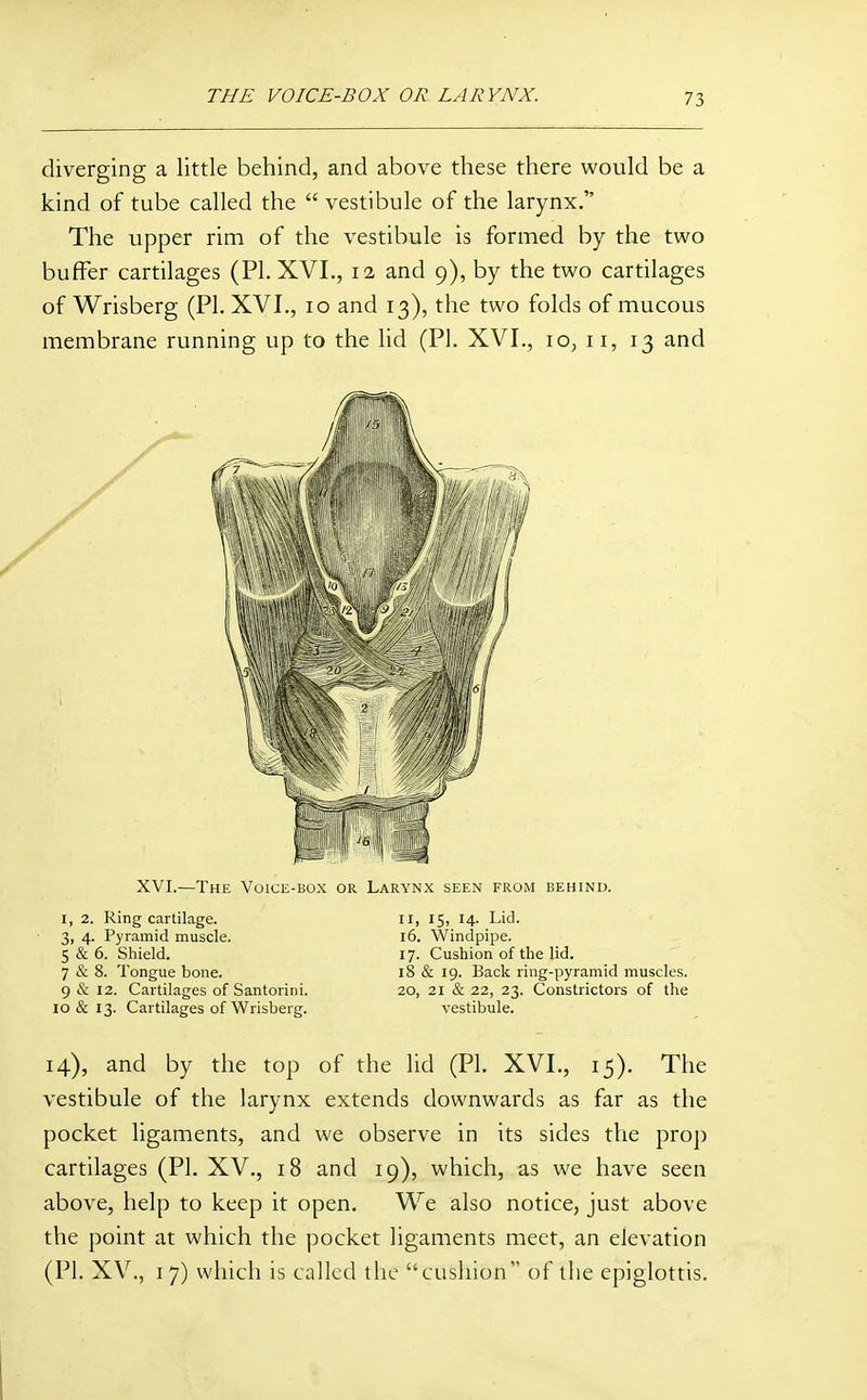 diverging a little behind, and above these there would be a kind of tube called the  vestibule of the larynx. The upper rim of the vestibule is formed by the two buffer cartilages (PI. XVI., 12 and 9), by the two cartilages of Wrisberg (PI. XVI., 10 and 13), the two folds of mucous membrane running up to the lid (PL XVI., 10, 11, 13 and XVI.—The Voice-box or Larynx seen from behind. I, 2. Ring cartilage. 3, 4. Pyramid muscle. 5 & 6. Shield. 7 & 8. Tongue bone. 9 & 12. Cartilages of Santorini. 10 & 13. Cartilages of Wrisberg. II, 15, 14. Lid. 16. Windpipe. 17. Cushion of the lid. 18 & 19. Back ring-pyramid muscles. 20, 21 & 22, 23. Constrictors of the vestibule. 14), and by the top of the lid (PI. XVI., 15). The vestibule of the larynx extends downwards as far as the pocket ligaments, and we observe in its sides the proj) cartilages (PI. XV., 18 and 19), which, as we have seen above, help to keep it open. We also notice, just above the point at which the pocket ligaments meet, an elevation (PI. X\^, 17) which is called the cushion of tlie epiglottis.