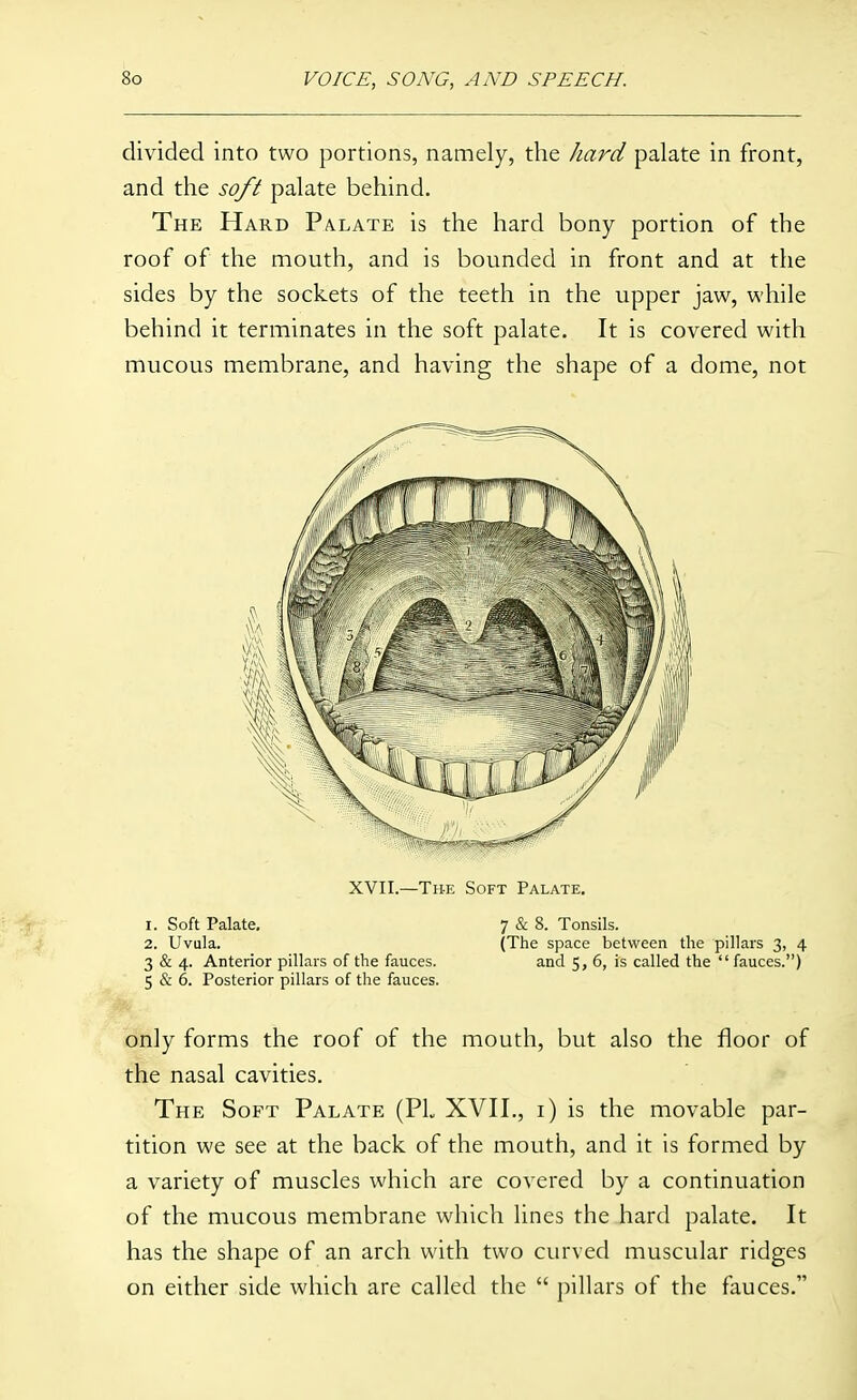 divided into two portions, namely, the hard palate in front, and the soft palate behind. The Hard Palate is the hard bony portion of the roof of the mouth, and is bounded in front and at the sides by the sockets of the teeth in the upper jaw, while behind it terminates in the soft palate. It is covered with mucous membrane, and having the shape of a dome, not XVII.—The Soft Palate. 1. Soft Palate, 2. Uvula. 3 & 4. Anterior pillars of the fauces. 5 & 6. Posterior pillars of the fauces. 7 & 8. Tonsils. (The space between the pillars 3, 4 and 5, 6, is called the fauces.) only forms the roof of the mouth, but also the floor of the nasal cavities. The Soft Palate (PL XVII., i) is the movable par- tition we see at the back of the mouth, and it is formed by a variety of muscles which are covered by a continuation of the mucous membrane which lines the hard palate. It has the shape of an arch with two curved muscular ridges on either side which are called the  pillars of the fauces.