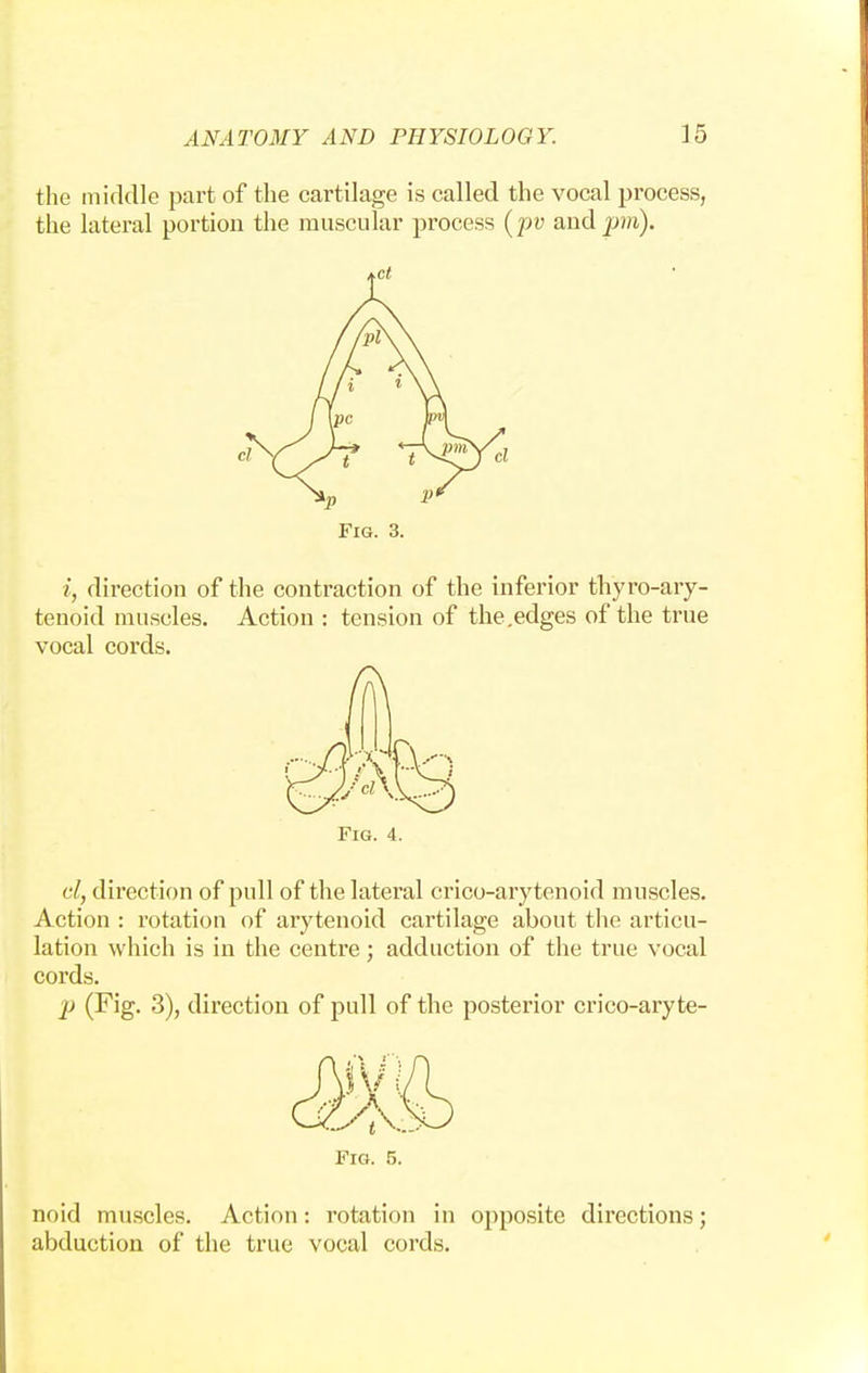 the middle part of the cartilage is called the vocal process, the lateral portion the muscular process (pv andpm). Fig. 3. i, direction of the contraction of the inferior thyroary- tenoid muscles. Action : tension of the.edges of the true vocal cords. Fig. 4. el, direction of pull of the lateral crico-arytenoid muscles. Action : rotation of arytenoid cartilage about the articu- lation which is in the centre; adduction of the true vocal cords. j) (Fig. 3), direction of pull of the posterior crico-aryte- Fig. 5. noid muscles. Action: rotation in opposite directions; abduction of the true vocal cords.