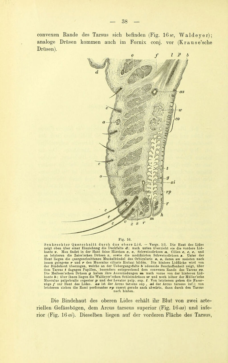 convexen Rande des Tarsus sich befinden (Fig. IQw, Waldeyer); analoge Driisen kommen auch im Fornix conj. vor (Krause'sche Driisen). Fig. 16. Senkrechter Qnersclinitt dnrch das obere Lid. — Vergr. 5/1. Die Haut des Lides zeigt oben uber einer Einziehnng die Deckfalte d; nach nnten uberziebt sie die vordere Lid- kante v. Man findet in der Haut feine Harchen e, e, Scbweissdrusen a, Cilien c, c, c, und an letzteren die Zeiss'schen Druaen s, sowie die modificirten Scbweissdrusen a. Unter der Haut liegen die quergescbnittenen Mnskelbiindel des Orbicularis o, o, deren am meisten nach innen gelegene r und r den Muscnlus ciliaris Riolani bildeu. Die hintere Lidfiache wird von der Bindehant uberzogen, welche an der Uebergangsfalte 6 adenoide Beschaffenbeit zeigt, uber dem Tarsus ( dagegen Papillen, besonders entsprechend dem convexen Rande des Tarsus co. Die Meibom'schen Driisen g haben ibre Ausmundungen m nach vorne von der hinteren Lid- kante h; iiber ihnen liegen die Waldeyer'schen Sclileimdrusen w und noch hoher der MuUer'scbe Musculns palpebralis superior p und der Levator palp. snp. I. Von letzterem gehen die Faser- zuge / zur Haut des Lides. as ist der Arcns tarseus snp , ai der Arcus tarsens inf.; von letzterem Ziehen die Rami perforantes rp zuerst gerade nach abwarts, dann dnrch den Tarsus Die Bindehaut des oberen Lides erhalt ihr Blut von zwei arte- riellen Gefassbogen, dem Arcus tarseus superior (Fig. 16 as) und infe- rior (Fig. 16 ai). Dieselben liegen auf der vorderen Flache des Tarsus,