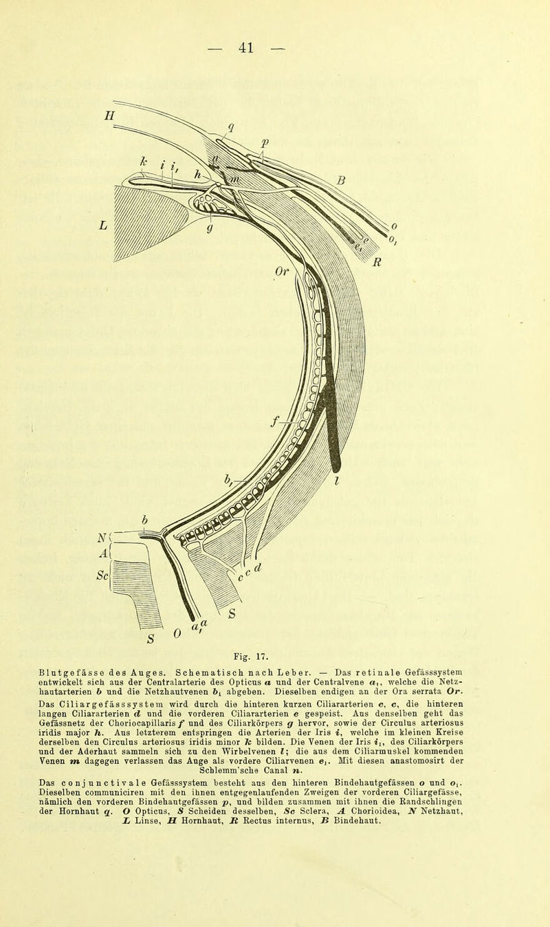 Fig. 17. Blutgefasse des Auges. Schematisch nach Leber. — Das retinale Gefasssystem entwickelt sioh ana der Centralarterie des Opticus « und der Centralvene a,, welche die Netz- hautarterien 6 und die Netzhautvenen 6i atgeben. Dieselben endigen an der Ora serrata Or. Das Cili ar gef ass system wird durcli die hinteren karzeu Ciliararterien c, c, die liinteren langen Ciliararterien d und die vorderen Ciliararterien e gespeist. Ans denselben geht das Gefassnetz der Cboriocapillaris/ und des Ciliarkorpers g bervor, sowie der Circulus arteriosus iridis major h. Ans letzterem entspringen die Arterien der Iris i, welcbe im kleinen Kreise derselben den Circulus arteriosus iridis minor fc bilden. Die Venen der Iris j,, des Ciliarkorpers und der Aderhaut sammeln sich zu den Wirbelvenen I; die aus dera Ciliarmuskel kommenden Venen m dagegen verlassen das Aage als vordere Ciliarvenen ej. Mit diesen anastomosirt der Schlemm'scbe Canal n. Das conjunctivale Gefasssystem besteht aus den hinteren Bindehautgefassen o und o,. Pieselben communiciren mit den ilinen entgegenlaufenden Zweigen der vorderen Ciliargefasse, namlich den vorderen Bindehautgefassen p, und bilden zusammen mit ihnen die Eandschlingen der Hornhaut q. O Opticus, S Scheiden desselben, Sc Sclera, A. Chorioidea, JV Netzhaut, X Linse, H Hornhaut, R Rectus internus, JJ Bindehaut.