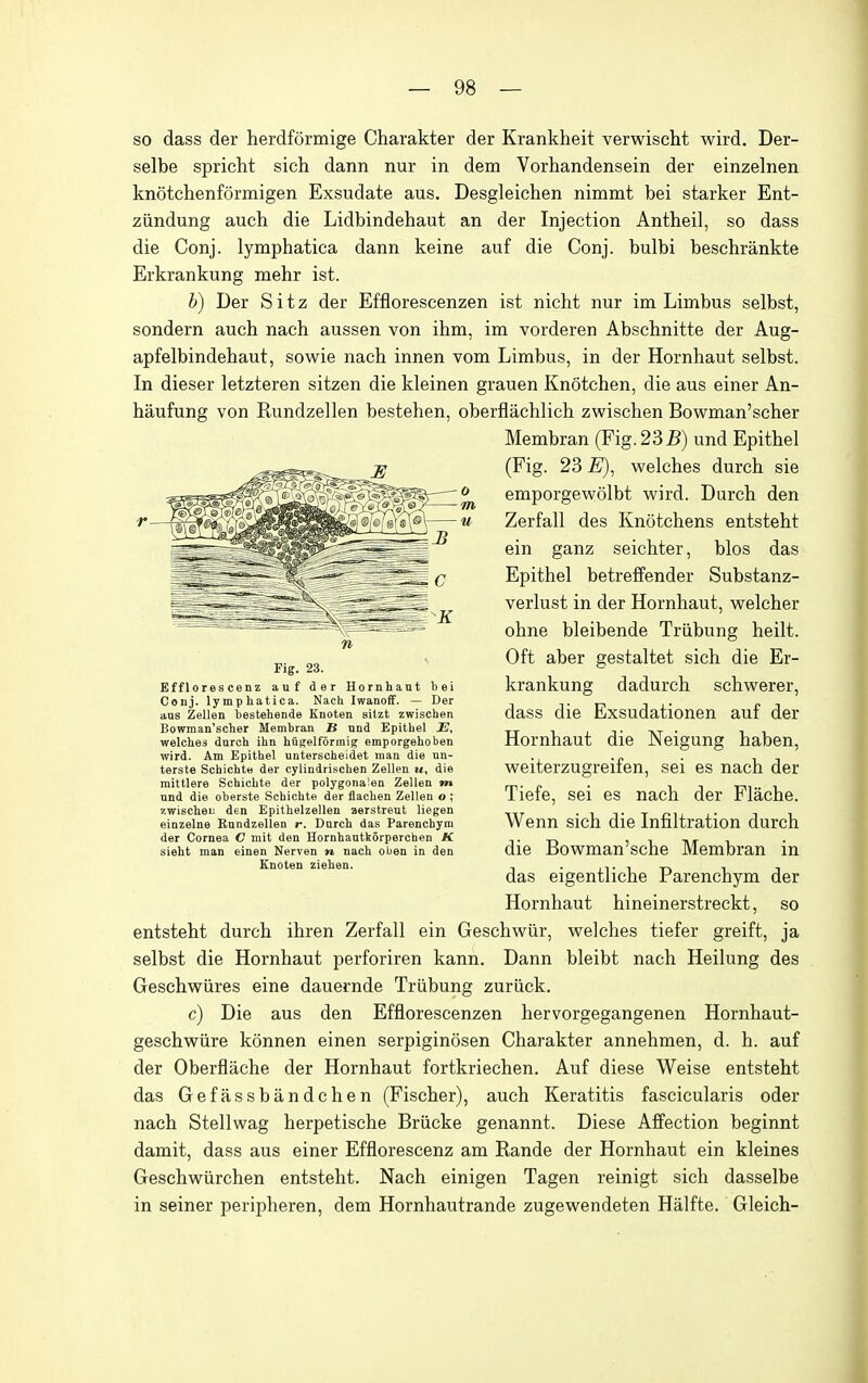 so dass der herdformige Charakter der Krankheit verwischt wird. Der- selbe spricht sich dann nur in dem Vorhandensein der einzelnen knotchenformigen Exsudate aus. Desgleichen nimmt bei starker Ent- ziindung auch die Lidbindehaut an der Injection Antheil, so dass die Conj. lymphatica dann keine auf die Conj. bulbi beschrankte Erkrankung mehr ist. b) Der S i t z der Effloreseenzen ist nicht nur im Limbus selbst, sondern auch nach aussen von ihm, im vorderen Abschnitte der Aug- apfelbindehaut, sowie nach innen vom Limbus, in der Hornhaut selbst. In dieser letzteren sitzen die kleinen grauen Knotchen, die aus einer An- haufung von Rundzellen bestehen, oberflachlich zwischen Bowman'scher Membran (Fig. 23 B) und Epithel ^ (Fig. 23 E), welches durch sie emporgewolbt wird. Durch den Zerfall des Knotchens entsteht ein ganz seichter, bios das Epithel betrefPender Substanz- verlust in der Hornhaut, welcher ohne bleibende Triibung heilt. Oft aber gestaltet sich die Er- krankung dadurch schwerer, dass die Exsudationen auf der Hornhaut die Neigung haben, weiterzugreifen, sei es nach der Tiefe, sei es nach der Flache. Wenn sich die Infiltration durch die Bowman'sche Membran in das eigentliche Parenchym der Hornhaut hineinerstreckt, so entsteht durch ihren Zerfall ein Geschwiir, welches tiefer greift, ja selbst die Hornhaut perforiren kann. Dann bleibt nach Heilung des Geschwiires eine dauernde Triibung zuriick. c) Die aus den Effloreseenzen hervorgegangenen Hornhaut- geschwiire konnen einen serpiginosen Charakter annehmen, d. h. auf der Oberflache der Hornhaut fortkriechen. Auf diese Weise entsteht das Gefassbandchen (Fischer), auch Keratitis fascicularis oder nach Stellwag herpetische Briicke genannt. Diese Affection beginnt damit, dass aus einer Efflorescenz am Rande der Hornhaut ein kleines Geschwiirchen entsteht. Nach einigen Tagen reinigt sich dasselbe in seiner peripheren, dem Hornhautrande zugewendeten Halfte. Gleich- Fig. 23. Efflorescenz auf der Hornhaut bei Conj. lymphatica. Nach Iwanoff. — Der aus Zellen bestehende Knoten sitzt zwischen Bowman'scher Membran B und Epithel E, welches durch ihn hflgelformig emporgehoben wird. Am Epithel unterscheidet man die nn- terste Schichte der cylindrischen Zellen u, die mittlere Schichte der polygonalen Zellen m und die oberste Schichte der flachen Zellen o ; zwischen den Epithelzellen aerstreut liegen einzelne Rundzellen r, Durch das Parenchym der Cornea C mit den Hornhautkorperchen K sieht man einen Nerven n nach oben in den Enoten Ziehen.