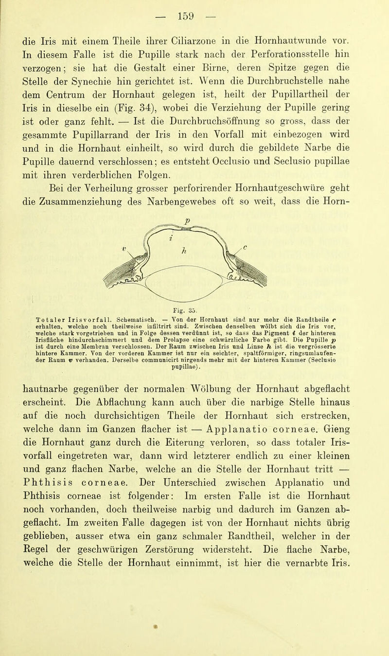 die Iris mit einem Theile ihrer Ciliarzone in die Hornhautwunde vor. In diesem Falle ist die Pupille stark nach der Perforationsstelle hin verzogen; sie hat die Gestalt einer Birne, deren Spitze gegen die Stelle der Synechie hin gerichtet ist. Wenn die Durchbruchstelle nahe dem Centrum der Hornhaut gelegen ist, heilt der Pupillartheil der Iris in dieselbe ein (Fig. 34), wobei die Verziehung der Pupille gering ist oder ganz fehlt. — Ist die Durchbruchsoffnung so gross, dass der gesammte Pupillarrand der Iris in den Vorfall mit einbezogen wird und in die Hornhaut einheilt, so wird durch die gebildete Narbe die Pupille dauernd verschlossen; es entsteht Occlusio und Seclusio pupillae mit ihren verderblichen Folgen. Bei der Verheilung grosser perforirender Hornhautgeschwiire geht die Zusammenziehung des Narbengewebes oft so weit, dass die Horn- Fig. 35. Totaler Irisvorfall. Schematisoh. — Von der Hornhant sind nur mehr die Randtheile «• erhalten, welche nocli theilweise iiifiltrirt sind. Zwischen denselben wolbt sich die Iris vor, welche stark vorgetriebeu und in Folge dessen verdiinnt ist, so dass das Pigment i der hinteren Irisfiache hindurchschimmert und dem Prolapse eine schwarzliche Farbe gibt. Die Pupille p ist durch eine Membran verschlossen. Der Raum zwischen Iris und Linse h ist die vergrosserte hintere Kammer. Von der vorderen Kammer ist nur ein seichter, spaltformiger, ringsumlanfen- der Kaum v verhanden. Derselbe commnnicirt nirgends mehr mit der hinteren Kammer (Seclusio pupillae). hautnarbe gegeniiber der normalen Wolbung der Hornhaut abgeflacht erscheint. Die Abflachung kann auch iiber die narbige Stelle hinaus auf die noch durchsichtigen Theile der Hornhaut sich erstrecken, welche dann im Ganzen flacher ist — Applanatio corneae. Gieng die Hornhaut ganz durch die Eiterung verloren, so dass totaler Iris- vorfall eingetreten war, dann wird letzterer endlich zu einer kleinen und ganz flachen Narbe, welche an die Stelle der Hornhaut tritt — Phthisis corneae. Der Unterschied zwischen Applanatio und Phthisis corneae ist folgender: Im ersten Falle ist die Hornhaut noch vorhanden, doch theilweise narbig und dadurch im Ganzen ab- geflacht. Im zweiten Falle dagegen ist von der Hornhaut nichts iibrig geblieben, ausser etwa ein ganz schmaler Randtheil, welcher in der Kegel der geschwiirigen Zerstorung widersteht. Die flache Narbe, welche die Stelle der Hornhaut einnimmt, ist hier die vernarbte Iris,