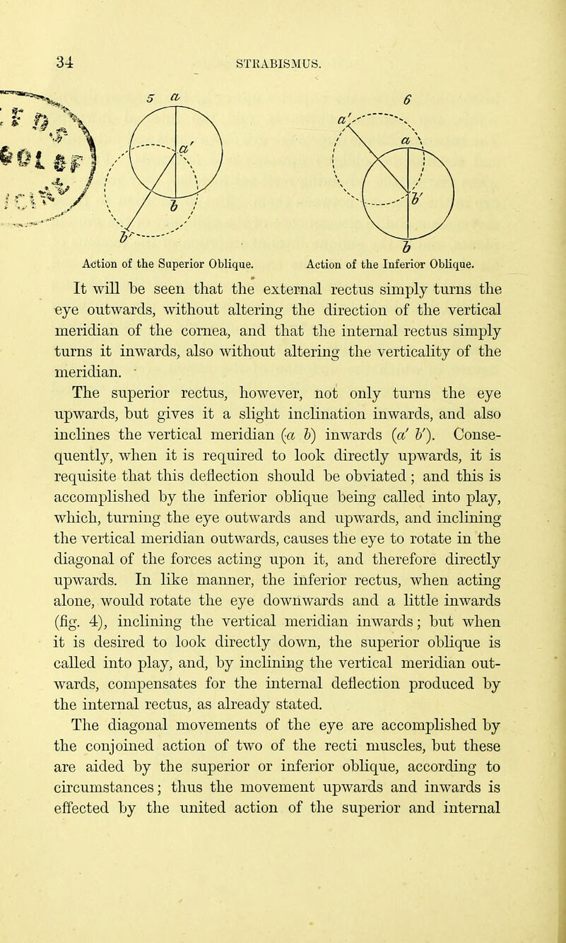 Action of the Superior Oblique. Action of the Inferior Oblique. It will be seen that the external rectus simply turns the eye outwards, without altering the direction of the vertical meridian of the cornea, and that the internal rectus simply turns it inwards, also without altering the verticality of the meridian. • The superior rectus, however, not only turns the eye upwards, but gives it a slight inclination inwards, and also inclines the vertical meridian (a b) inwards (of V). Conse- quently, when it is required to look directly upwards, it is reqixisite that this deflection should be obviated ; and this is accomplished by the inferior oblique being called into play, which, turning the eye outwards and xipwards, and inclining the vertical meridian outwards, causes the eye to rotate in the diagonal of the forces acting upon it, and therefore directly upwards. In like manner, the inferior rectus, when acting alone, would rotate the eye downwards and a little inwards (fig. 4), inclining the vertical meridian inwards; but when it is desired to look directly down, the superior oblique is called into play, and, by inclining the vertical meridian out- wards, compensates for the internal deflection produced by the internal rectus, as already stated. The diagonal movements of the eye are accomplished by the conjoined action of two of the recti muscles, but these are aided by the superior or inferior oblique, according to circumstances; thus the movement upwards and inwards is effected by the xmited action of the superior and internal