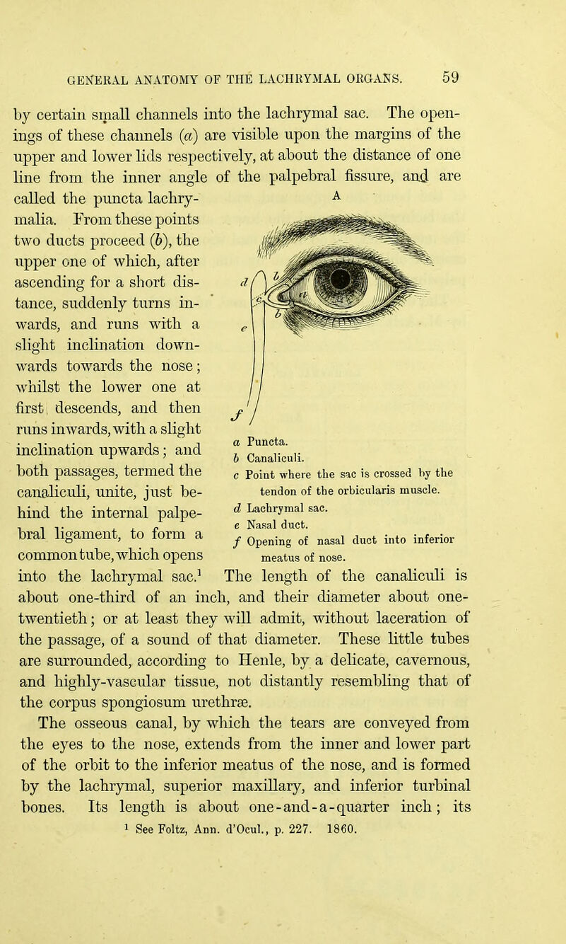 by certain small channels into the lachrymal sac. The open- ings of these channels (a) are visible upon the margins of the upper and lower lids respectively, at about the distance of one line from the inner angle of the palpebral fissure, and are called the puncta lachry- malia. !From these points two ducts proceed (b), the upper one of which, after ascending for a short dis- tance, suddenly turns in- wards, and runs with a slight inclination down- wards towards the nose; whilst the lower one at first, descends, and then runs inwards, with a slight inclination upwards; and both passages, termed the canaliculi, unite, just be- hind the internal palpe- bral ligament, to form a common tube, which opens into the lachrymal sac.^ The length of the canaliculi is about one-third of an inch, and their diameter about one- twentieth ; or at least they will admit, without laceration of the passage, of a sound of that diameter. These little tubes are surrounded, according to Henle, by a delicate, cavernous, and highly-vascular tissue, not distantly resembling that of the corpus spongiosum urethrje. The osseous canal, by which the tears are conveyed from the eyes to the nose, extends from the inner and lower part of the orbit to the inferior meatus of the nose, and is formed by the lachrymal, superior maxillary, and inferior turbinal bones. Its length is about one-and-a-quarter inch; its 1 See Foltz, Ann. d'Ocul., p. 227. 1860. A a Puneta. b Canaliculi. c Point where the sac is crossed by the tendon of the orbicularis muscle. d Lachrymal sac. e Nasal duct. / Opening of nasal duct into inferior meatus of nose.