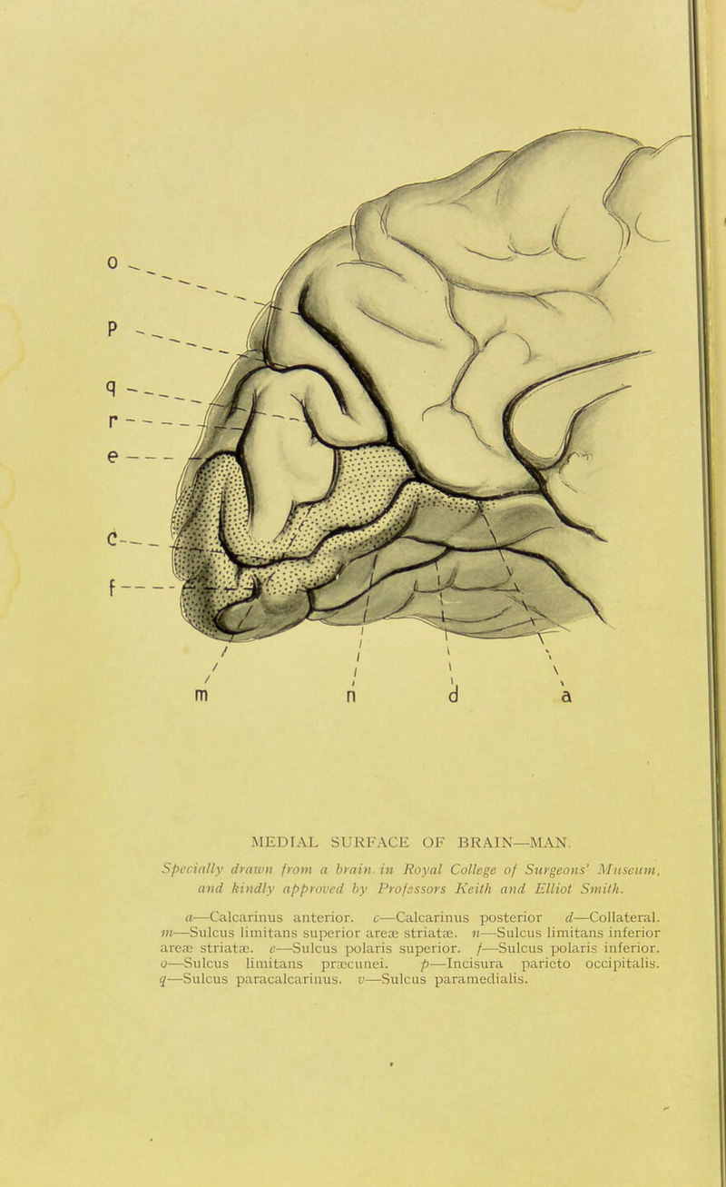 MEDIAL SURFACE OF BRAIN—MAN. Specially drawn from a brain, in Royal College of Surgeons' Museum, and kindly approved by Professors Keith and Elliot Smith. a—Calcarinus anterior, c—Calcarinus posterior d—Collateral. m—Sulcus limitans superior arerc striatae. n—Sulcus limitans inferior areas striata;, e—Sulcus polaris superior. /—Sulcus polaris inferior. 0—Sulcus limitans prascunei. p—Incisura parieto occipitalis. q—Sulcus paracalcarinus. v—Sulcus paramedialis.