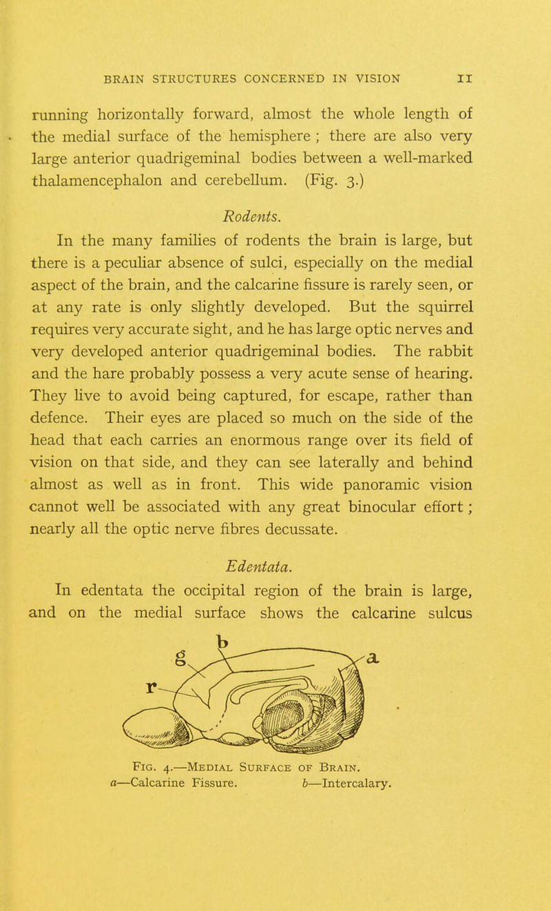 running horizontally forward, almost the whole length of the medial surface of the hemisphere ; there are also very large anterior quadrigeminal bodies between a well-marked thalamencephalon and cerebellum. (Fig. 3.) Rodents. In the many families of rodents the brain is large, but there is a pecuUar absence of sulci, especially on the medial aspect of the brain, and the calcarine fissure is rarely seen, or at any rate is only slightly developed. But the squirrel requires very accurate sight, and he has large optic nerves and very developed anterior quadrigeminal bodies. The rabbit and the hare probably possess a very acute sense of hearing. They hve to avoid being captured, for escape, rather than defence. Their eyes are placed so much on the side of the head that each carries an enormous range over its field of vision on that side, and they can see laterally and behind almost as well as in front. This wide panoramic vision cannot well be associated with any great binocular effort; nearly all the optic nerve fibres decussate. Edentata. In edentata the occipital region of the brain is large, and on the medial surface shows the calcarine sulcus b Fig. 4.—Medial Surface of Brain. a—Calcarine Fissure. b—Intercalary.