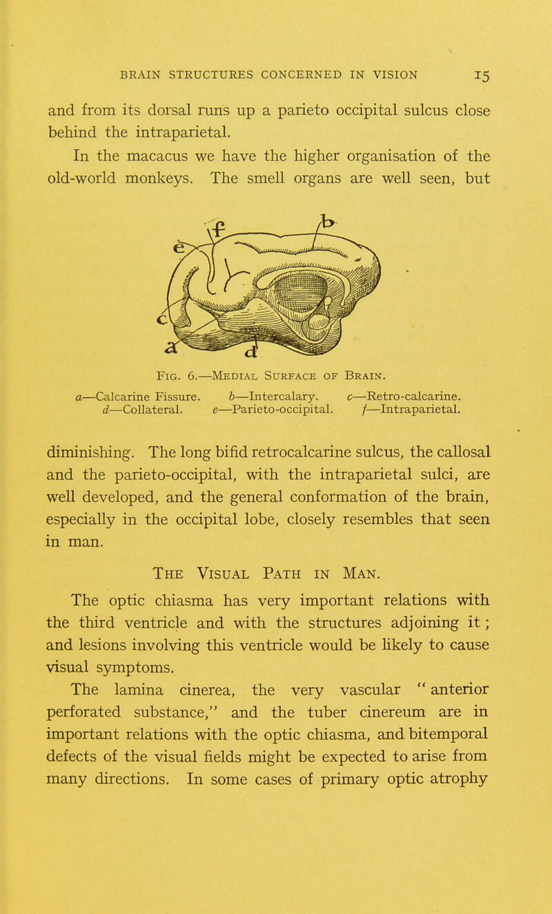 and from its dorsal runs up a parieto occipital sulcus close behind the intraparietal. In the macacus we have the higher organisation of the old-world monkeys. The smell organs are well seen, but Fig. 6.—Medial Surface of Brain. a—Calcarine Fissure. b—Intercalary. c—Retro-calcarine. d—Collateral. e—Parieto-occipital. /—Intraparietal. diminishing. The long bifid retrocalcarine sulcus, the callosal and the parieto-occipital, with the intraparietal sulci, are well developed, and the general conformation of the brain, especially in the occipital lobe, closely resembles that seen in man. The Visual Path in Man. The optic chiasma has very important relations with the third ventricle and with the structures adjoining it; and lesions involving this ventricle would be hkely to cause visual symptoms. The lamina cinerea, the very vascular  anterior perforated substance, and the tuber cinereum are in important relations with the optic chiasma, and bitemporal defects of the visual fields might be expected to arise from many directions. In some cases of primary optic atrophy
