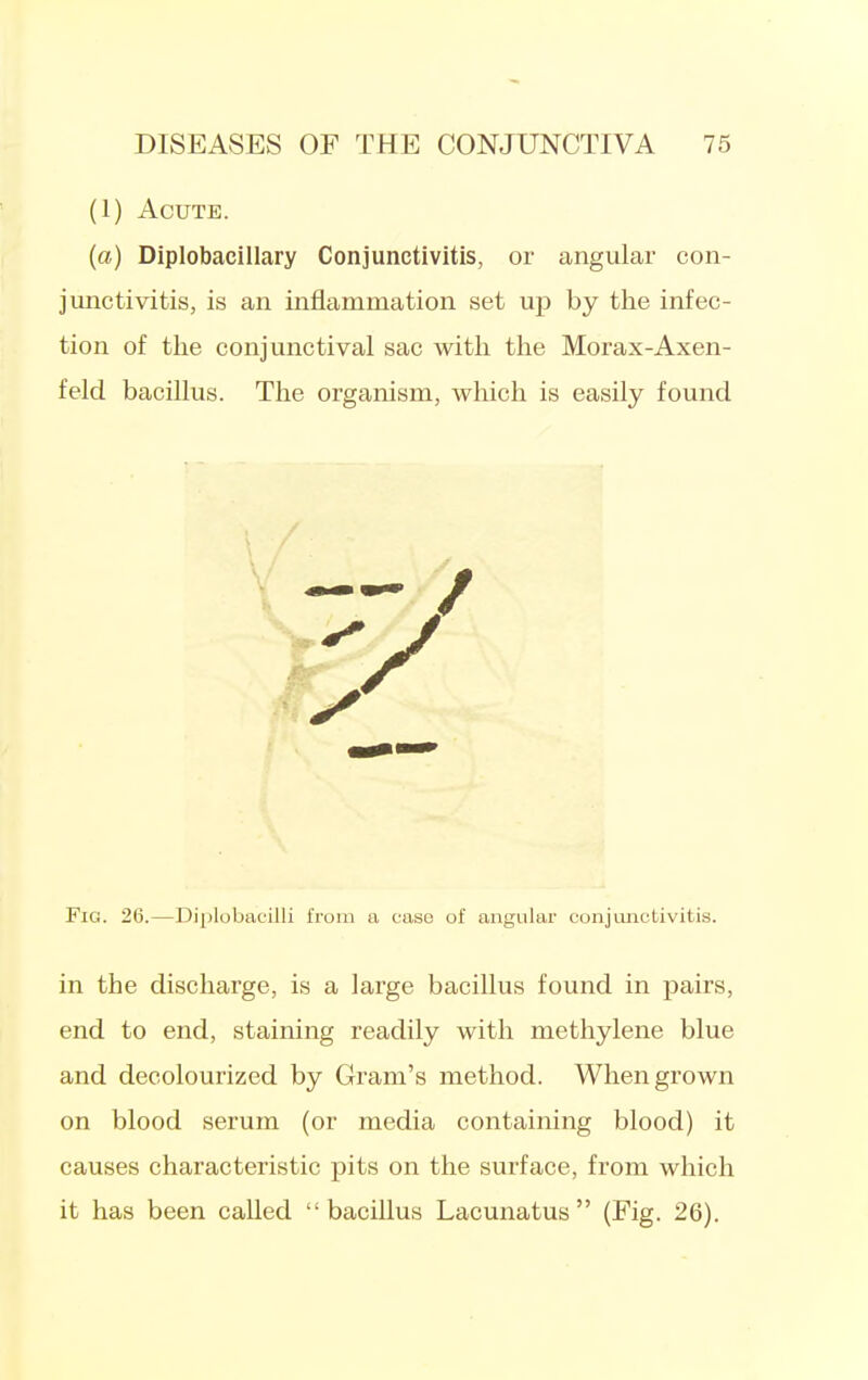 (1) Acute. (a) Diplobacillary Conjunctivitis, or angular con- junctivitis, is an inflammation set up by the infec- tion of the conjunctival sac with the Morax-Axen- feld bacillus. The organism, which is easily found Fig. 26.—Diplobacilli from a case of angular conjunctivitis. in the discharge, is a large bacillus found in pairs, end to end, staining readily with methylene blue and decolourized by Gram's method. When grown on blood serum (or media containing blood) it causes characteristic pits on the surface, from which it has been called bacillus Lacunatus  (Fig. 26).