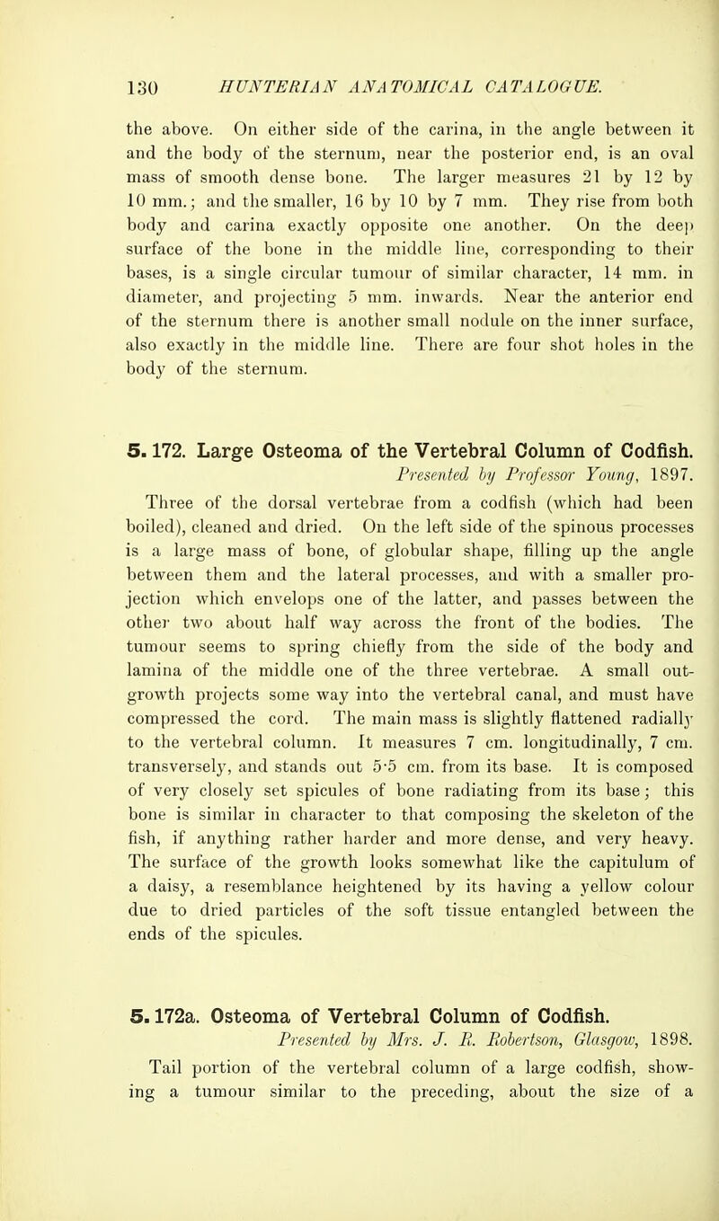 the above. On either side of the carina, in the angle between it and the body of the sternum, near the posterior end, is an oval mass of smooth dense bone. The larger measures 21 by 12 by 10 mm.; and the smaller, 16 by 10 by 7 mm. They rise from both body and carina exactly opposite one another. On the deep surface of the bone in the middle line, corresponding to their bases, is a single circular tumour of similar character, 14 mm. in diameter, and projecting .5 mm. inwards. Near the anterior end of the sternum there is another small nodule on the inner surface, also exactly in the middle line. There are four shot holes in the body of the sternum. 5.172. Large Osteoma of the Vertebral Column of Codfish. FresenUd by Professm- Young, 1897. Three of the dorsal vertebrae from a codfish (which had been boiled), cleaned and dried. On the left side of the spinous processes is a large mass of bone, of globular shape, filling up the angle between them and the lateral processes, and with a smaller pro- jection which envelops one of the latter, and passes between the othei' two about half way across the front of the bodies. The tumour seems to spring chiefly from the side of the body and lamina of the middle one of the three vertebrae. A small out- growth projects some way into the vertebral canal, and must have compressed the cord. The main mass is slightly flattened radially to the vertebral column. It measures 7 cm. longitudinally, 7 cm. transversely, and stands out 5-5 cm. from its base. It is composed of very closely set spicules of bone radiating from its base; this bone is similar in character to that composing the skeleton of the fish, if anything rather harder and more dense, and very heavy. The surface of the growth looks somewhat like the capitulum of a daisy, a resemblance heightened by its having a yellow colour due to dried particles of the soft tissue entangled between the ends of the spicules. 5.172a. Osteoma of Vertebral Column of Codfish. Presented by Mrs. J. E. Eoberison, Glasgow, 1898. Tail portion of the vertebral column of a large codfish, show- ing a tumour similar to the preceding, about the size of a