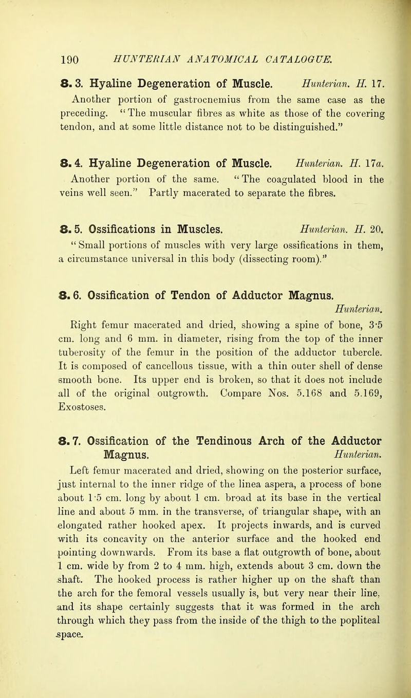 8.3. Hyaline Degeneration of Muscle. Hunterian. H. 17. Another portion of gastrocnemius from the same case as the preceding. The muscular fibres as white as those of the covering tendon, and at some little distance not to be distinguished. 8.4. Hyaline Degeneration of Muscle. Hunterian. H. 17a. Another portion of the same.  The coagulated blood in the veins well seen. Partly macerated to separate the fibres. 8.5. Ossifications in Muscles. Hunterian. H. 20.  Small portions of muscles with very large ossifications in them, a circumstance universal in this body (dissecting room). 8.6. Ossification of Tendon of Adductor Magnus. Hunterian, Right femur macerated and dried, showing a spine of bone, 3'5 cm. long and 6 mm. in diameter, rising from the top of the inner tuberosity of the femur in the position of the adductor tubercle. It is composed of cancellous tissue, with a thin outer shell of dense smooth bone. Its upper end is broken, so that it does not include all of the original outgrowth. Compare Nos. 5.168 and 5.169, Exostoses. 8.7. Ossification of the Tendinous Arch of the Adductor Magnus. Himterian. Left femur macerated and dried, showing on the posterior surface, just internal to the inner ridge of the linea aspera, a process of bone about 1 5 cm. long by about 1 cm. broad at its base in the vertical line and about 5 mm. in the transverse, of triangular shape, with an elongated rather hooked apex. It projects inwards, and is curved with its concavity on the anterior surface and the hooked end pointing downwards. From its base a flat outgrowth of bone, about 1 cm. wide by from 2 to 4 mm. high, extends about 3 cm. down the shaft. The hooked process is rather higher up on the shaft than the arch for the femoral vessels usually is, but very near their line, and its shape certainly suggests that it was formed in the arch through which they pass from the inside of the thigh to the popliteal jspace.