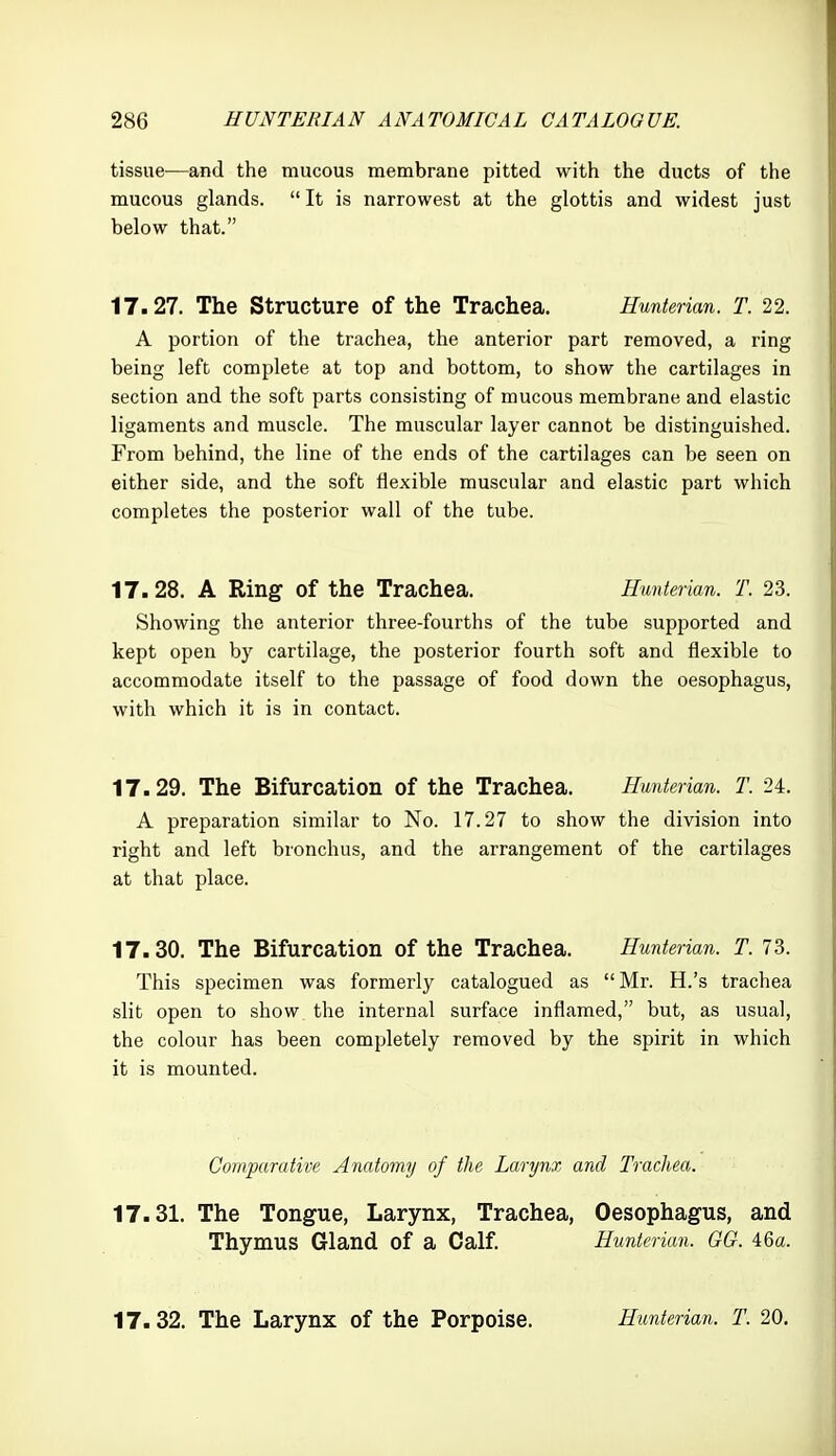 tissue—and the mucous membrane pitted with the ducts of the mucous glands. It is narrowest at the glottis and widest just below that. 17.27. The Structure of the Trachea. Hunierian. T. 22. A portion of the trachea, the anterior part removed, a ring being left complete at top and bottom, to show the cartilages in section and the soft parts consisting of mucous membrane and elastic ligaments and muscle. The muscular layer cannot be distinguished. From behind, the line of the ends of the cartilages can be seen on either side, and the soft flexible muscular and elastic part which completes the posterior wall of the tube. 17.28. A Ring of the Trachea. Hunterian. T. 23. Showing the anterior three-fourths of the tube supported and kept open by cartilage, the posterior fourth soft and flexible to accommodate itself to the passage of food down the oesophagus, with which it is in contact. 17.29. The Bifurcation of the Trachea. Hunterian. T. 24. A preparation similar to No. 17.27 to show the division into right and left bronchus, and the arrangement of the cartilages at that place. 17.30. The Bifurcation of the Trachea. Hunterian. T. 73. This specimen was formerly catalogued as Mr. H.'s trachea slit open to show the internal surface inflamed, but, as usual, the colour has been completely removed by the spirit in which it is mounted. Comparative Anatomy of the Larynx and Trachea. 17.31. The Tongue, Larynx, Trachea, Oesophagus, and Thymus Gland of a Calf. Hunterian. GG. 46a. 17.32. The Larynx of the Porpoise. Hunterian. T. 20.