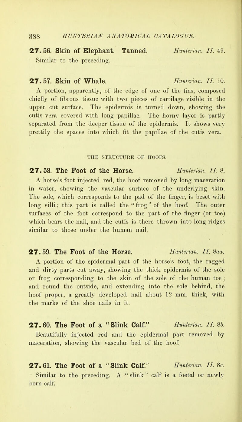 27.56. Skin of Elephant. Tanned. Hmitervm. 11. 49. Similar to the preceding. 27.57. Skin of Whale. Hunterian. 11. 10. A portion, apparently, of the erlgo of one of the fins, composed chiefly of fibrous tissue with two pieces of cartilage visil)le in the upper cut surface. The epidermis is turned down, showing the cutis vera covered with long papillae. The horny layer is partly separated from the deeper tissue of the epidermis. It shows very prettily the spaces into which fit the papillae of the cutis vera. THE STRUCTURE OF HOOFS. 27.58. The Foot of the Horse. Hunterian. 11. 8. A horse's foot injected red, the hoof removed by long maceration in water, showing the vascular surface of the underlying skin. The sole, which corresponds to the pad of the finger, is beset with long villi; this part is called the frog of the hoof The outer surfaces of the foot correspond to the part of the finger (or toe) which bears the nail, and the cutis is there thrown into long ridges similar to those under the human nail. 27.59. The Foot of the Horse. Hunterian. 11. 8aa. A portion of the epidermal part of the horse's foot, the ragged and dirty parts cut away, showing the thick epidermis of the sole or frog corresponding to the skin of the sole of the human toe ; and round the outside, and extending into the sole behind, the hoof proper, a greatly developed nail about 12 mm. thick, with the marks of the shoe nails in it. 27.60. The Foot of a  Slink Calf. Hunterian. 11. 8b. Beautifully injected red and the epidermal part removed by maceration, showing the vascular bed of the hoof 27.61. The Foot of a  Slink Calf. Hunterian. 11. 8c. Similar to the preceding. A  slink  calf is a foetal or newly born calf.