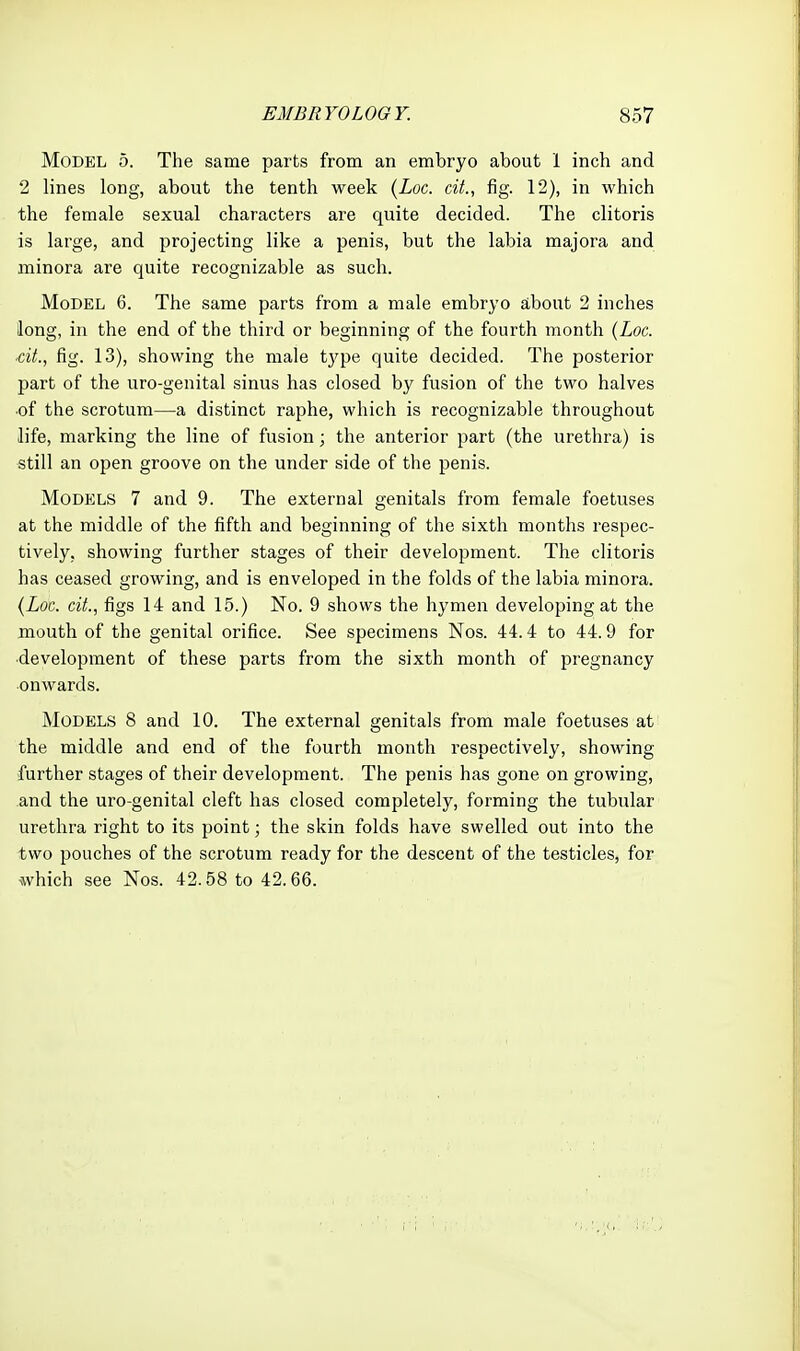 Model 5. The same parts from an embryo about 1 inch and 2 lines long, about the tenth week {Loc. ciL, fig. 12), in which the female sexual characters are quite decided. The clitoris is large, and projecting like a penis, but the labia majora and minora are quite recognizable as such. Model 6. The same parts from a male embryo about 2 inches long, in the end of the third or beginning of the fourth month (Loc. ■cit., fig. 13), showing the male tj'pe quite decided. The posterior part of the uro-genital sinus has closed by fusion of the two halves ■of the scrotum—a distinct raphe, which is recognizable throughout life, marking the line of fusion; the anterior part (the urethra) is still an open groove on the under side of the penis. Models 7 and 9. The external genitals from female foetuses at the middle of the fifth and beginning of the sixth months respec- tively, showing further stages of their development. The clitoris has ceased growing, and is enveloped in the folds of the labia minora. {Loc. cit., figs 14 and 15.) No. 9 shows the hymen developing at the mouth of the genital orifice. See specimens Nos. 44.4 to 44.9 for •development of these parts from the sixth month of pregnancy onwards. Models 8 and 10. The external genitals from male foetuses at the middle and end of the fourth month respectively, showing further stages of their development. The penis has gone on growing, and the uro-genital cleft has closed completely, forming the tubular urethra right to its point; the skin folds have swelled out into the two pouches of the scrotum ready for the descent of the testicles, for Nwhich see Nos. 42.58 to 42.66.