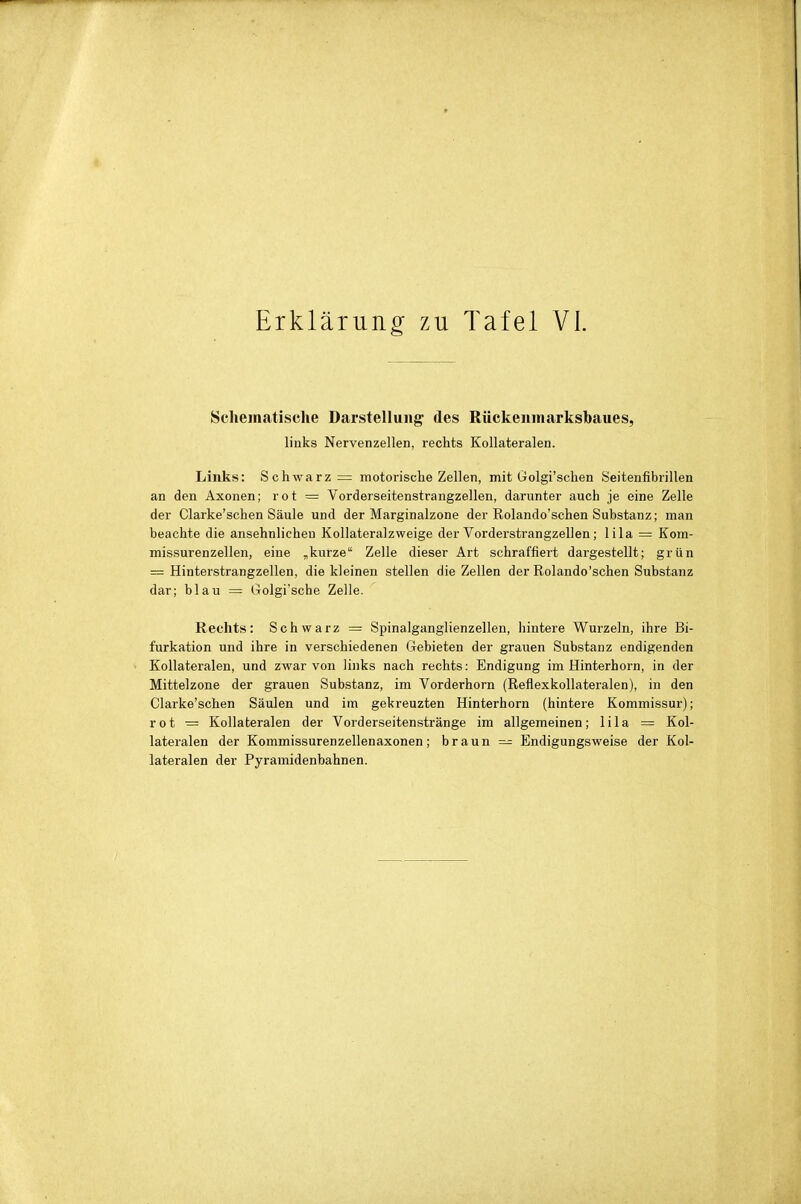 Erklärung zu Tafel VI. Scheinatische Darstellung des Rückenmarksbaues, links Nervenzellen, rechts Kollateralen. Links: Schwarz = motorische Zellen, mit Golgi'schen Seitenfibrillen an den Axonen; rot = Vorderseitenstrangzellen, darunter auch je eine Zelle der Clarke'schen Säule und der Marginalzone der Rolando'schen Substanz; man beachte die ansehnlichen Kollateralzweige der Vorderstrangzellen; lila = Kom- missurenzellen, eine „kurze Zelle dieser Art schraffiert dargestellt; grün = Hinterstrangzellen, die kleinen stellen die Zellen der Rolando'schen Substanz dar; blau = Golgi'sche Zelle. Rechts: Schwarz = Spinalganglienzellen, hintere Wurzeln, ihre Bi- furkation und ihre in verschiedenen Gebieten der grauen Substanz endigenden Kollateralen, und zwar von links nach rechts: Endigung im Hinterhorn, in der Mittelzone der grauen Substanz, im Vorderhorn (Reflexkollateralen), in den Clarke'schen Säulen und im gekreuzten Hinterhorn (hintere Kommissur); rot — Kollateralen der Vorderseitenstränge im allgemeinen; lila = Kol- lateralen der Kommissurenzellenaxonen; braun — Endigungsweise der Kol- lateralen der Pyramidenbahnen.