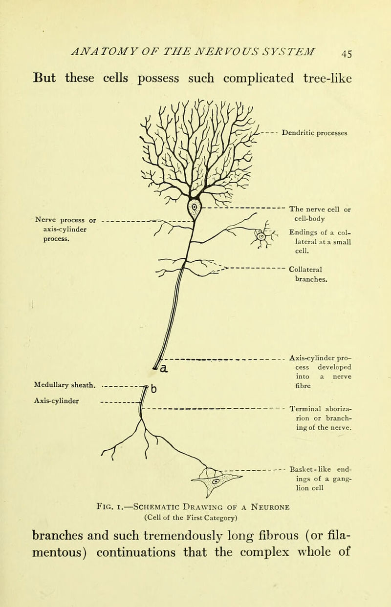 But these cells possess such complicated tree-like Dendritic processes Nerve process or axis-cylinder process. Medullary sheath. Axis-cylinder The nerve cell or cell-body Endings of a col- lateral at a small cell. Collateral branches. Axis-cylinder pro- y cess developed into a nerve . |j fibre — Terminal aboriza- rion or branch- ing of the nerve. Basl<et-like end- -Q)-/^— ings of a gang- lion cell Fig. I.—Schematic Drawing of a Neurone (Cell of the First Category) branches and such tremendously long fibrous (or fila- mentous) continuations that the complex whole of
