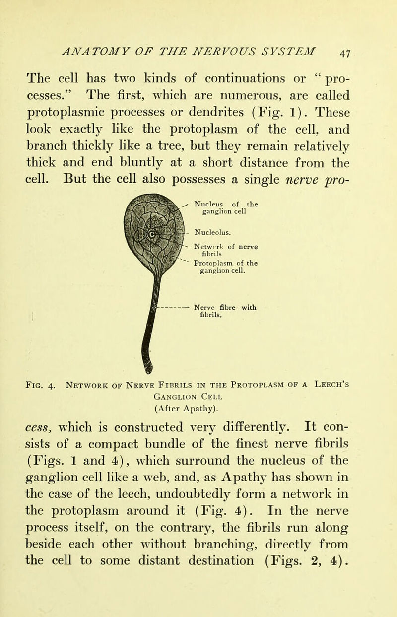 The cell has two kinds of continuations or  pro- cesses. The first, which are numerous, are called protoplasmic processes or dendrites (Fig. 1). These look exactly like the protoplasm of the cell, and branch thickly like a tree, but they remain relatively thick and end bluntly at a short distance from the cell. But the cell also possesses a single nerve pro- FiG. 4. Network of Nerve Fibrils in the Protoplasm of a Leech's Ganglion Cell (After Apathy). cess, which is constructed very differently. It con- sists of a compact bundle of the finest nerve fibrils (Figs. 1 and 4), which surround the nucleus of the ganglion cell like a web, and, as Apathy has slx)wn in the case of the leech, undoubtedly form a network in the protoplasm around it (Fig. 4). In the nerve process itself, on the contrary, the fibrils run along beside each other without branching, directly from the cell to some distant destination (Figs. 2, 4). Nucleolus. - Network of nerve fibrils ~' Protoplasm of the ganglion cell. Nerve fibre with fibrils. Nucleus of the ganglion cell