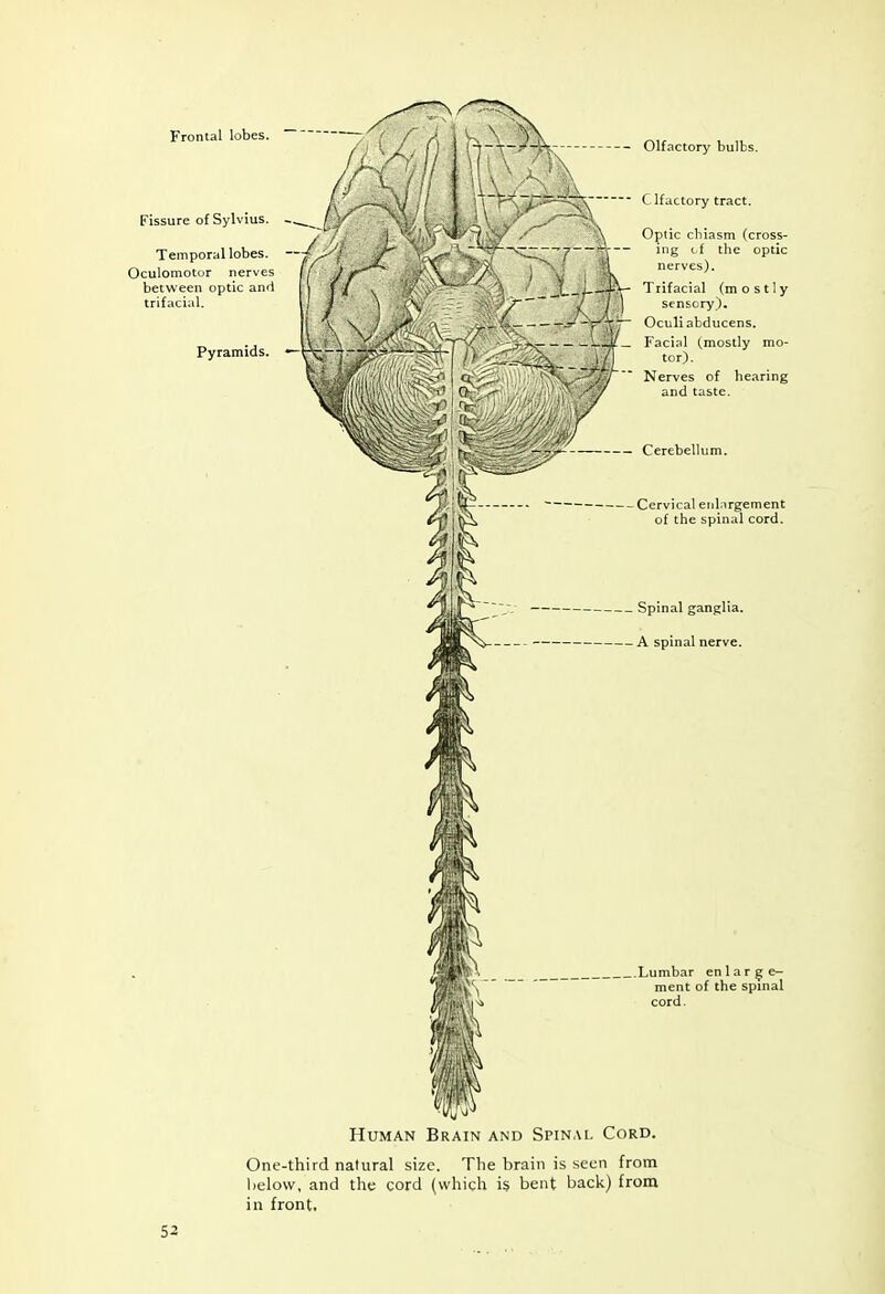 Frontal lobes. Fissure of Sylvius. - Temporal lobes. Oculomotor nerves between optic and trifacial. Pyramids. — Olfactory bulbs. C. Ifactory tract. Optic cbiasm (cross- ing tf the optic nerves). Trifacial (mostly sensory), \^T~ Oculiabducens. ^ ■■• L3:_ Facial (mostly mo- Ci^y ' •>-. ^-VV Nerves of hearing O ,^ --'T/ and taste. — Cerebellum. Cervical etil:irgement of the spinal cord. Spinal ganglia. A spinal nerve. .Lunibar enlarge- ment of the spinal cord. Human Brain and Spinal Cord. One-third natural size. The brain is seen from lielow, and the cord (which is bent back) from in front.