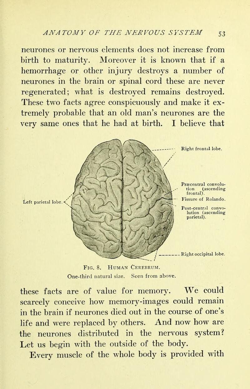 neurones or nervous elements does not increase from birth to maturity. ]Moreover it is known that if a hemorrhage or other injury destroys a number of neurones in the brain or spinal cord these are never regenerated; what is destroyed remains destroyed. These two facts agree conspicuously and make it ex- tremely probable that an old man's neurones are the very same ones that he had at birth. I believe that Fig. 8. Human Cerebrum. One-third natural size. Seen from above. these facts are of value for memory. We could scarcely conceive how memory-images could remain in the brain if neurones died out in the course of one's life and were replaced by others. And now how are the neurones distributed in the nervous system? Let us begin with the outside of the body. Every muscle of the whole body is provided with