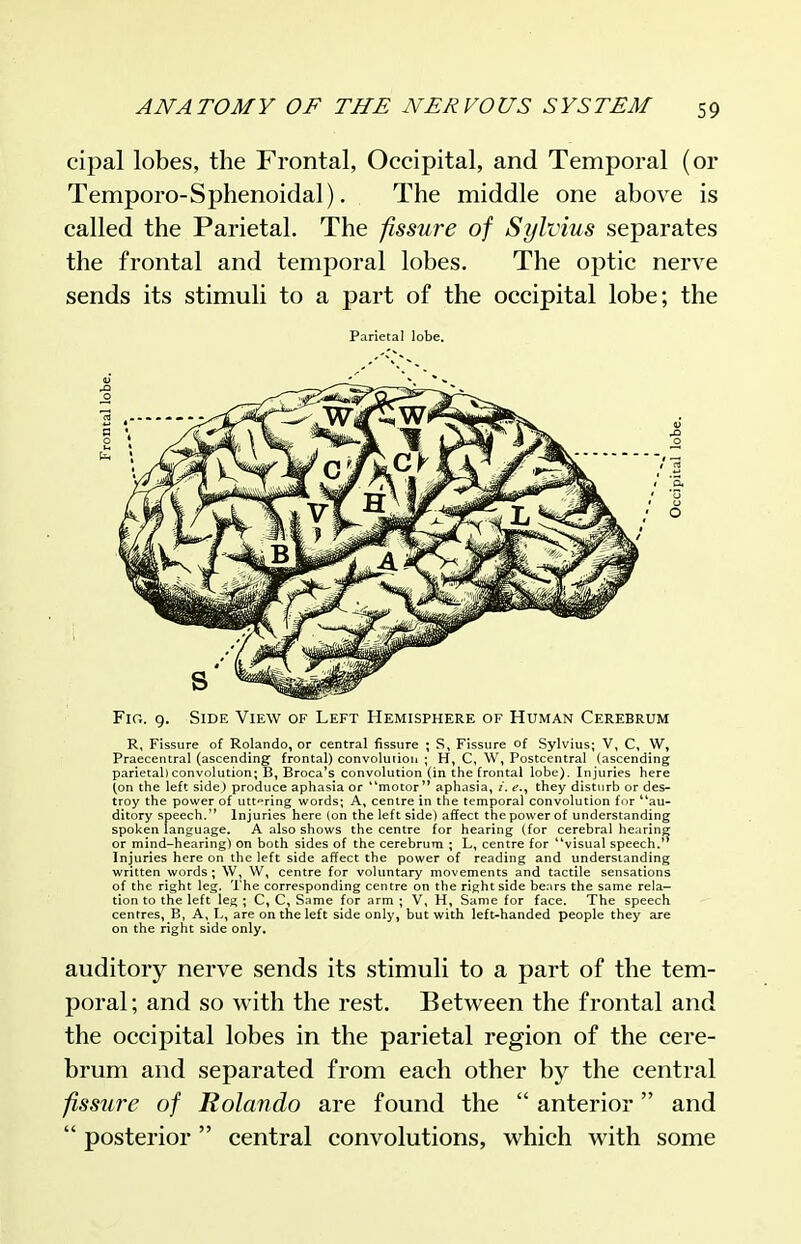 cipal lobes, the Frontal, Occipital, and Temporal (or Temporo-Sphenoidal). The middle one above is called the Parietal. The fissure of Sylvius separates the frontal and temporal lobes. The optic nerve sends its stimuli to a part of the occipital lobe; the Fig. g. Side View of Left Hemisphere of Human Cerebrum R, Fissure of Rolando, or central fissure ; S, Fissure of Sylvius; V, C, W, Praecentral (ascending frontal) convolution ; H, C, W, Postcentral (ascending parietal) convolution; B, Broca's convolution (in the frontal lobe). Injuries here (on the left side) produce aphasia or '^motor'* aphasia, /. e.^ they disturb or des- troy the power of utf^ring words; A, centre in the temporal convolution fnr **au- ditory speech. Injuries here (on the left side) affect the power of understanding spoken language. A also shows the centre for hearing (for cerebral hearing or mind-hearing) on both sides of the cerebrum ; L, centre for visual speech. Injuries here on the left side affect the power of reading and understanding written words; W, W, centre for voluntary movements and tactile sensations of the right leg. 'I'he corresponding centre on the right side bears the same rela- tion to the left leg ; C, C, Same for arm ; V, H, Same for face. The speech centres, B, A, L, are on the left side only, but with left-handed people they are on the right side only. auditory nerve sends its stimuli to a part of the tem- poral; and so with the rest. Between the frontal and the occipital lobes in the parietal region of the cere- brum and separated from each other by the central fissure of Rolando are found the  anterior and  posterior  central convolutions, which with some Parietal lobe.
