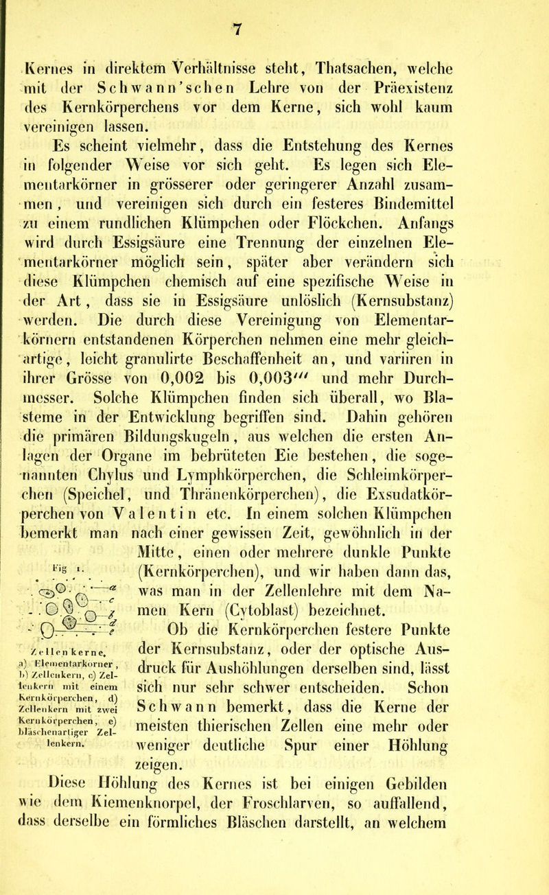 ■7 Kernes in direktem Verhältnisse steht, Thatsachen, welche mit der Schwann'sehen Lehre von der Präexistenz des Kernkörperchens vor dem Kerne, sich wohl kaum vereinigen lassen. Es scheint vielmehr, dass die Entstehung des Kernes in folgender Weise vor sich geht. Es legen sich Ele- mentarkörner in grösserer oder geringerer Anzahl zusam- men , und vereinigen sich durch ein festeres Bindemittel zu einem rundlichen Klümpchen oder Flöckchen. Anfangs wird durch Essigsäure eine Trennung der einzelnen Ele- mentarkörner möglich sein, später aber verändern sich diese Klümpchen chemisch auf eine spezifische Weise in der Art, dass sie in Essigsäure unlöslich (Kernsubstanz) werden. Die durch diese Vereinigung von Elementar- körnern entstandenen Körperchen nehmen eine mehr gleich- artige, leicht granulirte Beschaffenheit an, und variiren in ihrer Grösse von 0,002 bis 0,003' und mehr Durch- messer. Solche Klümpchen finden sich überall, wo Bla- steme in der Entwicklung begriffen sind. Dahin gehören die primären Bildungskugeln , aus welchen die ersten An- lagen der Organe im bebrüteten Eie bestehen, die soge- nannten Chylus und Lymphkörperchen, die Schleimkörper- chen (Speichel, und Thränenkörperchen), die Exsudatkör- perchen von Valentin etc. In einem solchen Klümpchen bemerkt man nach einer gewissen Zeit, gewöhnlich in der Mitte, einen oder mehrere dunkle Punkte (Kernkörperchen), und wir haben dann das, was man in der Zellenlehre mit dem Na- men Kern (Gytoblast) bezeichnet. Ob die Kernkörperchen festere Punkte der Kernsubstanz, oder der optische Aus- druck für Aushöhlungen derselben sind, lässt sich nur sehr schwer entscheiden. Schon SchAvann bemerkt, dass die Kerne der meisten thierischen Zellen eine mehr oder weniger douthche Spur einer Höhlung zeigen. Diese Höhlung des Kernes ist bei einigen Gebilden wie dem Kiemenknorpel, der Froschlarven, so auff^dlend, dass derselbe ein förmliches Bläschen darstellt, an welchem Fig I. Z f 11P n k e r n e, a) KleiDentarkorncr , }>1 ZoUcHkerii, c) Zel- Icukrni mit einem Kernkoiperchen, d) ZcUeiikern mit zwei Kernkörperchen, e) Lläschenarliger Zel- lenkcrn.