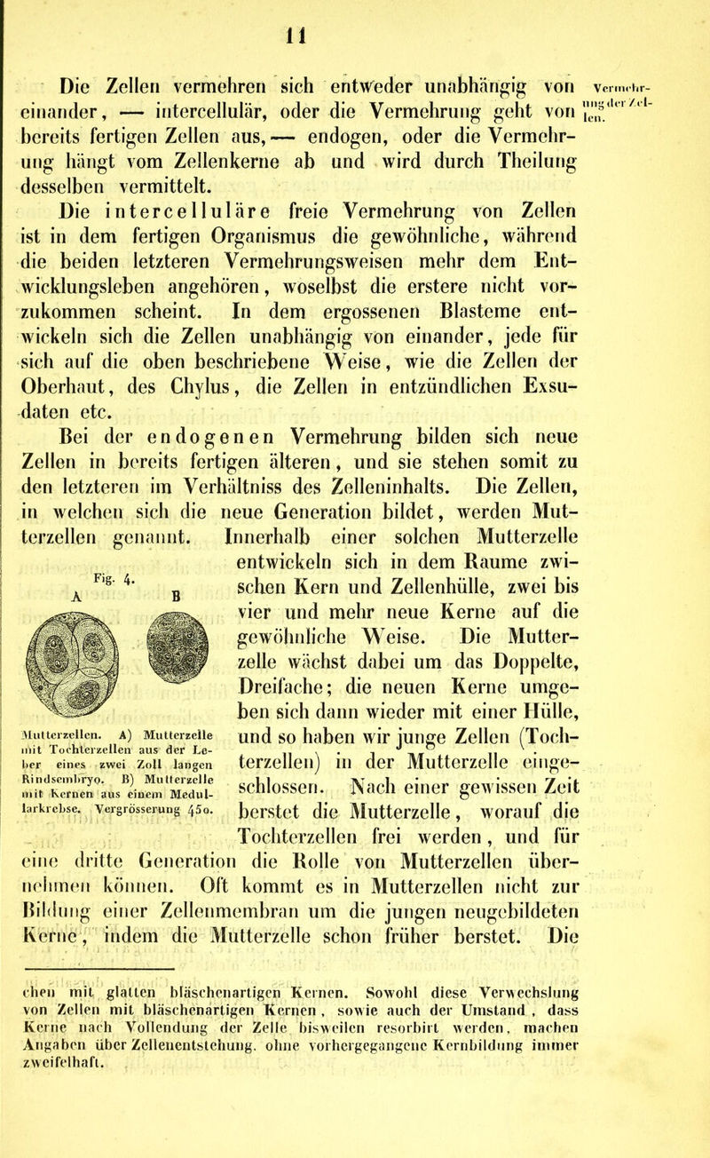 Die Zellen vermehren sich entweder unabhängig von einander, — intercellulär, oder die Vermehrung geht von bereits fertigen Zellen aus, — endogen, oder die Vermehr- ung hängt vom Zellenkerne ab und wird durch Theilutig desselben vermittelt. Die intercelluläre freie Vermehrung von Zellen ist in dem fertigen Organismus die gewöhnliche, während die beiden letzteren Vermehrungsweisen mehr dem Ent- wicklungsleben angehören, woselbst die erstere nicht vor- zukommen scheint. In dem ergossenen Blasteme ent- wickeln sich die Zellen unabhängig von einander, jede für sich auf die oben beschriebene Weise, wie die Zellen der Oberhaut, des Chylus, die Zellen in entzündlichen Exsu- daten etc. Bei der endogenen Vermehrung bilden sich neue Zellen in bereits fertigen älteren, und sie stehen somit zu den letzteren im Verhältniss des Zelleninhalts. Die Zellen, in welchen sich die neue Generation bildet, werden Mut- terzellen gcnaiuit. Innerhalb einer solchen Mutterzelle entwickeln sich in dem Räume zwi- schen Kern und Zellenhülle, zwei bis vier und mehr neue Kerne auf die gewöhnliche Weise. Die Mutter- zelle wächst dabei um das Doppelte, Dreifache; die neuen Kerne umge- ben sich dann wieder mit einer Hülle, und so haben wir junge Zellen (Toch- terzellen) in der Mutterzelle einge- schlossen. Nach einer gewissen Zeit berstet die Mutterzelle, worauf die Tochterzellen frei werden, und für dritte Generation die Rolle von Mutterzellen über- Vcrmchr- Icn. Fig- 4. Miittcizcllcn. A) Mutterzeile mit rochlcrzellen aus der Le- ber eines zwei Zoll langen Rintlscnihryo. B) Mutterzclle mit Kernen aus einem Medul- larkrebse. Vergrösserung /jSo. eine nehinen können. Oft kommt es in Mutterzellen nicht zur BiMniig einer Zellenmembran um die jungen neugcbildeten Kerne , indem die Mutterzelle schon früher berstet. Die cheii mit glatten bläscheiiartigcn Kernen. Sowohl diese Verwechslung von Zellen mit bläschenartigen Kernen , sowie auch der Umstand , dass Kerne nach Vollendung der Zelle bisweilen resorbirt werden, machen Angaben über Zellenentslehung, ohne vorhergegangene Kernbildung immer zweifelhaft.