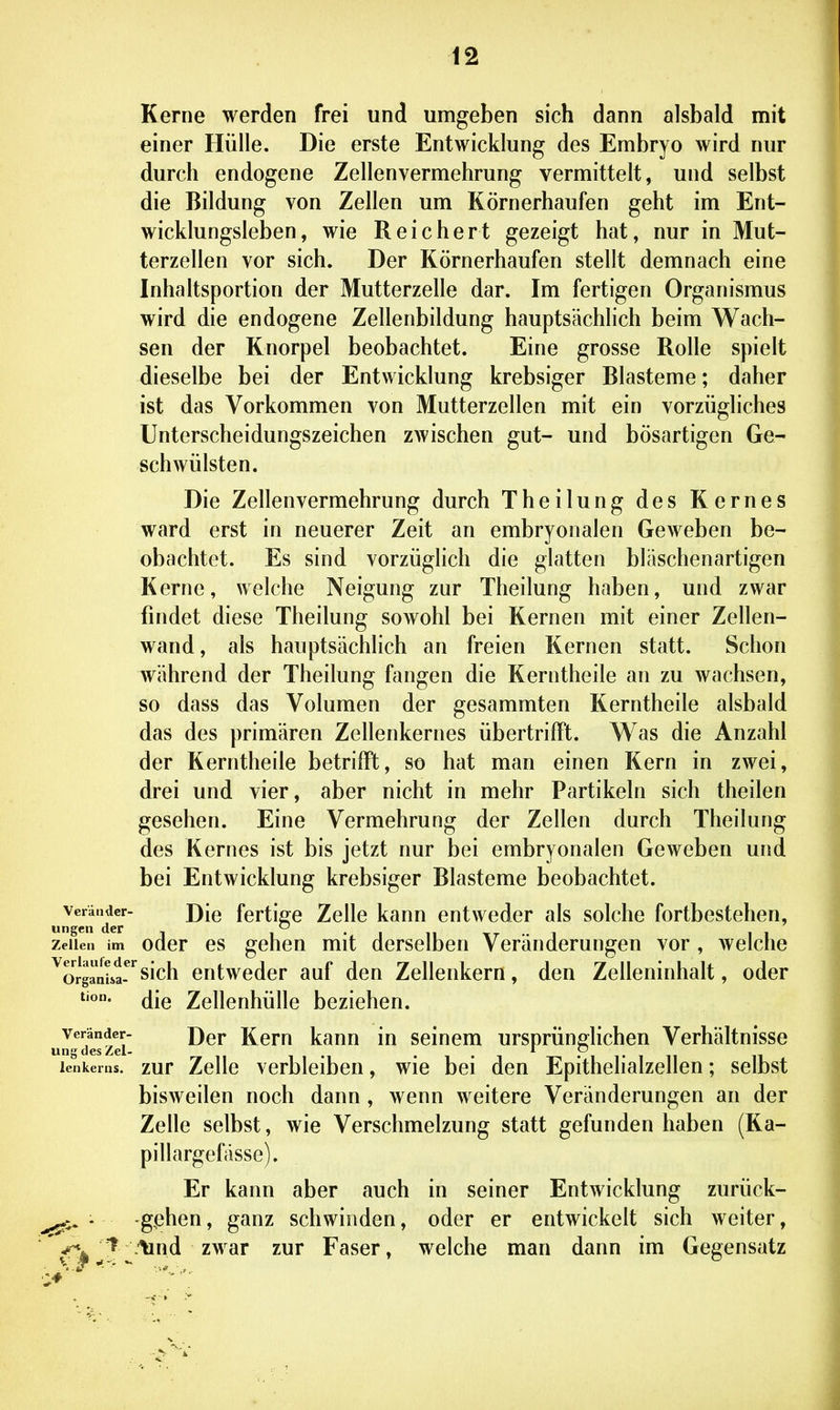 Kerne werden frei und umgeben sich dann alsbald mit einer Hülle. Die erste Entwicklung des Embryo wird nur durch endogene Zellenvermehrung vermittelt, und selbst die Bildung von Zellen um Körnerhaufen geht im Ent- wicklungsleben, wie Reichert gezeigt hat, nur in Mut- terzellen vor sich. Der Körnerhaufen stellt demnach eine Inhaltsportion der Mutterzelle dar. Im fertigen Organismus wird die endogene Zellenbildung hauptsächlich beim Wach- sen der Knorpel beobachtet. Eine grosse Rolle spielt dieselbe bei der Entwicklung krebsiger Blasteme; daher ist das Vorkommen von Mutterzellen mit ein vorzügliches Unterscheidungszeichen zwischen gut- und bösartigen Ge- schwülsten. Die Zellenvermehrung durch Theilung des Kernes ward erst in neuerer Zeit an embryonalen Geweben be- obachtet. Es sind vorzüglich die glatten bläschenartigen Kerne, welche Neigung zur Theilung haben, und zwar findet diese Theilung sowohl bei Kernen mit einer Zellen- wand, als hauptsächlich an freien Kernen statt. Schon während der Theilung fangen die Kerntheile an zu wachsen, so dass das Volumen der gesammten Kerntheile alsbald das des primären Zellenkernes übertrifft. Was die Anzahl der Kerntheile betrifft, so hat man einen Kern in zwei, drei und vier, aber nicht in mehr Partikeln sich theilen gesehen. Eine Vermehrung der Zellen durch Theilung des Kernes ist bis jetzt nur bei embryonalen Geweben und bei Entwicklung krebsiger Blasteme beobachtet. uJ^en'dt? fertige Zelle kann entweder als solche fortbestehen, Zellen im odcr CS gchcu mit derselben Veränderungen vor , welche ^orgrnisl^'^sich entweder auf den Zellenkern, den Zelleninhalt, oder die Zellenhülle beziehen, veränder- Dqj- Rcm kauu iu sciucm ursprünglichen Verhältnisse lenkerns. zur Zcllc vcrbleibeu, wie bei den Epithelialzellen; selbst bisweilen noch dann , wenn weitere Veränderungen an der Zelle selbst, wie Verschmelzung statt gefunden haben (Ka- pillargefässe). Er kann aber auch in seiner Entwicklung zurück- - -g,ehen, ganz schwinden, oder er entwickelt sich weiter, t lind zwar zur Faser, welche man dann im Gegensatz