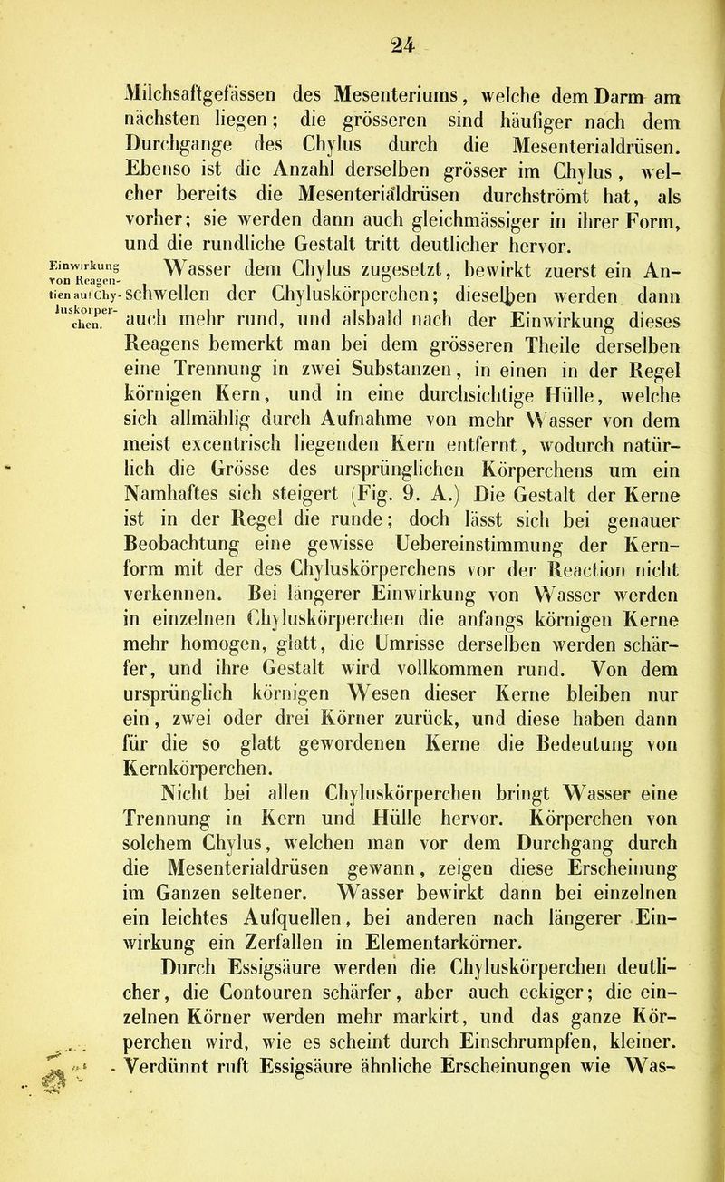 Miichsaftgefässen des Mesenteriums, welche dem Darm am nächsten Hegen; die grösseren sind häufiger nach dem Durchgange des Chylus durch die Mesenterialdrüsen. Ebenso ist die Anzahl derselben grösser im Chylus, wel- cher bereits die Mesenterialdrüsen durchströmt hat, als vorher; sie werden dann auch gleichmässiger in ihrer Form, und die rundliche Gestalt tritt deutlicher hervor. Wasser dem Chylus zugesetzt, bewirkt zuerst ein An- ichy-schwellen der Chyluskörperchen; dieseljpen werden dann 'n.^'' auch mehr rund, und alsbald nach der Einwirkung dieses Reagens bemerkt man bei dem grösseren Theile derselben eine Trennung in zwei Substanzen, in einen in der Regel körnigen Kern, und in eine durchsichtige Hülle, welche sich allmählig durch Aufnahme von mehr Wasser von dem meist excentrisch liegenden Kern entfernt, wodurch natür- Heb die Grösse des ursprünglichen Körperchens um ein Namhaftes sich steigert (Fig. 9. A.) Die Gestalt der Kerne ist in der Regel die runde; doch lässt sich bei genauer Beobachtung eine gewisse üebereinstimmung der Kern- form mit der des Chyluskörperchens vor der Reaction nicht verkennen. Bei längerer Einwirkung von Wasser werden in einzelnen Chyluskörperchen die anfangs körnigen Kerne mehr homogen, glatt, die Umrisse derselben werden schär- fer, und ihre Gestalt wird vollkommen rund. Von dem ursprünglich körnigen Wesen dieser Kerne bleiben nur ein, zwei oder drei Körner zurück, und diese haben dann für die so glatt gewordenen Kerne die Bedeutung von Kernkörperchen. Nicht bei allen Chyluskörperchen bringt Wasser eine Trennung in Kern und Hülle hervor. Körperchen von solchem Chylus, welchen man vor dem Durchgang durch die Mesenterialdrüsen gewann, zeigen diese Erscheiimng im Ganzen seltener. Wasser bewirkt dann bei einzelnen ein leichtes Aufquellen, bei anderen nach längerer Ein- wirkung ein Zerfallen in Elementarkörner. Durch Essigsäure werden die Chyluskörperchen deutli- cher , die Contouren schärfer, aber auch eckiger; die ein- zelnen Körner werden mehr markirt, und das ganze Kör- perchen wird, wie es scheint durch Einschrumpfen, kleiner. - Verdünnt ruft Essigsäure ähnliche Erscheinungen wie Was-