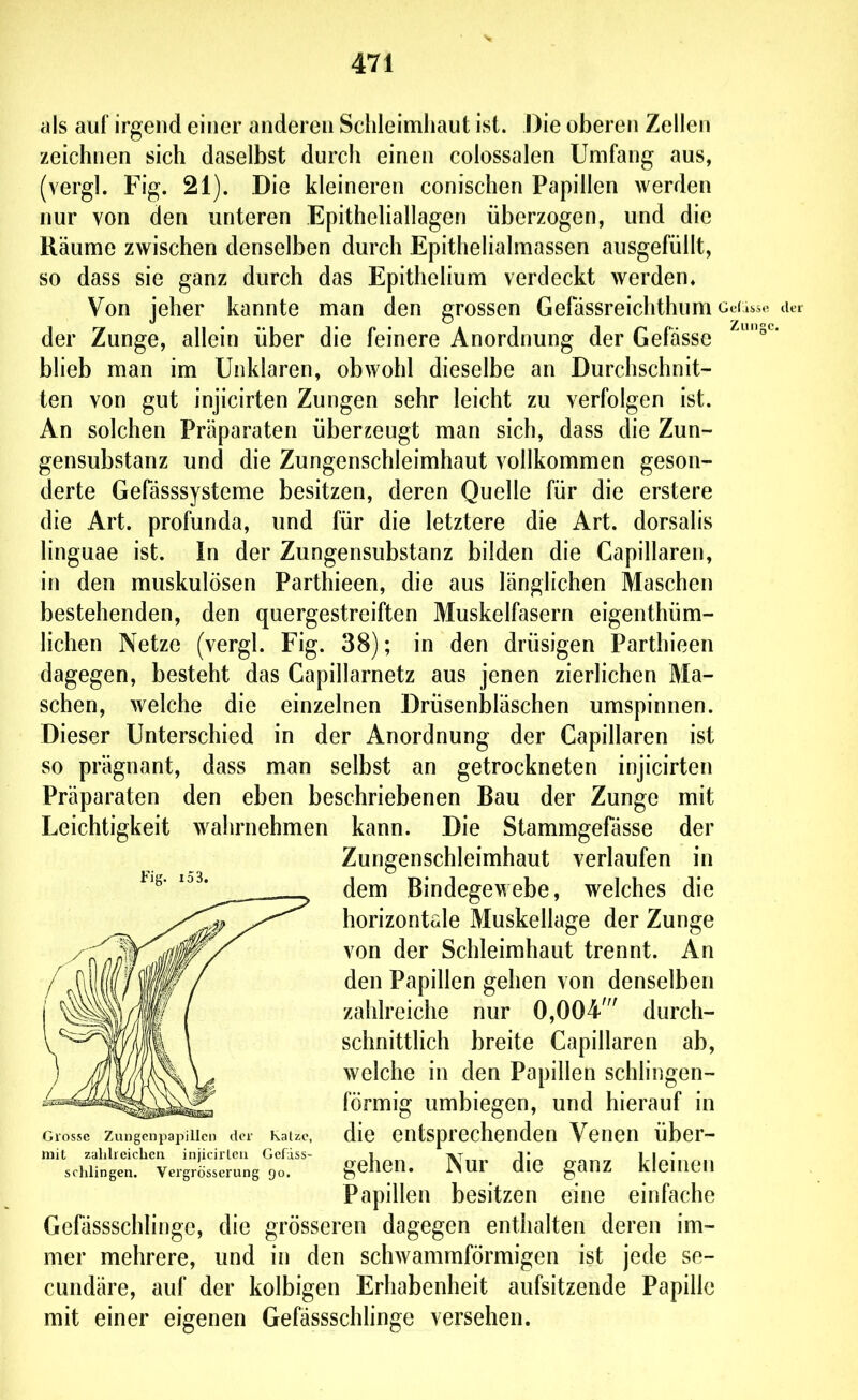 als auf irgend einer anderen Schleimhaut ist. Die oberen Zellen zeichnen sich daselbst durch einen colossalen Umfang aus, (vergl. Fig. 21). Die kleineren conischen Papillen werden nur von den unteren Epitheliallagen überzogen, und die Räume zwischen denselben durch Epithelialmassen ausgefüllt, so dass sie ganz durch das Epithelium verdeckt werden» Von jeher kannte man den grossen Gefassreichthum cd der Zunge, allein über die feinere Anordnung der Gefässc blieb man im Unklaren, obwohl dieselbe an Durchschnit- ten von gut injicirten Zungen sehr leicht zu verfolgen ist. An solchen Präparaten überzeugt man sich, dass die Zun- gensubstanz und die Zungenschleimhaut vollkommen geson- derte Gefässsysteme besitzen, deren Quelle für die erstere die Art. profunda, und für die letztere die Art. dorsalis linguae ist. In der Zungensubstanz bilden die Capillaren, in den muskulösen Parthieen, die aus länglichen Maschen bestehenden, den quergestreiften Muskelfasern eigenthüm- lichen Netze (vergl. Fig. 38); in den drüsigen Parthieen dagegen, besteht das Capillarnetz aus jenen zierlichen Ma- schen, welche die einzelnen Drüsenbläschen umspinnen. Dieser Unterschied in der Anordnung der Capillaren ist so prägnant, dass man selbst an getrockneten injicirten Präparaten den eben beschriebenen Bau der Zunge mit Leichtigkeit wahrnehmen kann. Die Stammgefässe der Gefässschlingc, die grösseren dagegen enthalten deren im- mer mehrere, und in den schwammförmigen ist jede se- cundäre, auf der kolbigen Erhabenheit aufsitzende Papille mit einer eigenen Gefässschhnge versehen. Grosse Zungenpapillen der Katze, mit zahlreichen injicirleu Gefiss- schlingen. Vergrösserung 90. Fig. 10 3. Zungenschleimhaut verlaufen in dem Bindegewebe, welches die horizontale Muskellage der Zunge von der Schleimhaut trennt. An den Papillen gehen von denselben zahlreiche nur 0,004' durch- schnittlich breite Capillaren ab, welche in den Papillen schlingen- förmig umbiegen, und hierauf in die entsprechenden Venen über- gehen. Nur die ganz kleinen Papillen besitzen eine einfache