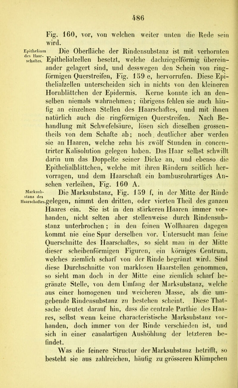 Fig. 160, vor, von welchen weiter unten die Rede sein wird. Epiihciium Die Oberfläche der Rindensubstanz ist mit verhornten Schaftes. Epithehalzellen besetzt, welche dachziegelförmig überein- ander gelagert sind, und desswegen den Schein von ring- förmigen Querstreifen, Fig. 159 e, hervorrufen. Diese Epi- thehalzellen unterscheiden sich in nichts von den kleineren Hornblättchen der Epidermis. Kerne konnte ich an den- selben niemals wahrnehmen; übrigens fehlen sie auch häu- fig an einzelnen Stellen des Haarschaftes, und mit ihnen natürlich auch die ringförmigen Querstreifen. Nach Be- handlung mit Schwefelsäure, lösen sich dieselben grossen- theils von dem Schafte ab; noch. deutlicher aber w erden sie an Haaren, welche zehn bis zwölf Stunden in concen- trirter Kalisolution gelegen haben. Das Haar selbst schwillt darin um das Doppelte seiner Dicke an, und ebenso die Epithelialblättchen, welche mit ihren Rändern seitlich her- vorragen, und dem Haarschaft ein bambusrohrartiges An- sehen verleihen, Fig. 160 A. MaiksuL- Die Marksubstanz, ¥k. 159 f, in der Mitte der Rinde stänz des Haarschaftes.gelegen, nimmt den dritten, oder vierten Theil des ganzen Haares ein. Sie ist in den stärkeren Haaren immer vor- handen, nicht selten aber stelleuAveise durch Rindensub- stanz unterbrochen; in den feinen Wollhaaren dagegen kommt nie eine Spur derselben vor. Untersucht man feine Querschnitte des Haarschaftes, so sieht man in der Mitte dieser scheibenförmigen Figuren, ein körniges Centrum, welches ziemlich scharf von der Rinde begränzt wird. Sind diese Durchschnitte von marklosen Haarstellen genommen, so sieht man doch in der Mitte eine ziemlich scharf be- gränzte Stelle, von dem Umfang der Marksubstanz, welche aus einer homogenen und weicheren Masse, als die um- gebende Rindensubstanz zu bestehen scheint. Diese That- sache deutet darauf hin, dass die centrale Parthie des Haa- res, selbst wenn keine characteristische Marksubstanz vor- handen, doch immer von der Rinde verschieden ist, und sich in einer canalartigen Aushöhlung der letzteren be- findet. Was die feinere Structur der Marksubstanz betrifft, so besteht sie aus zahlreichen, häufig zu grösseren Klümpchen