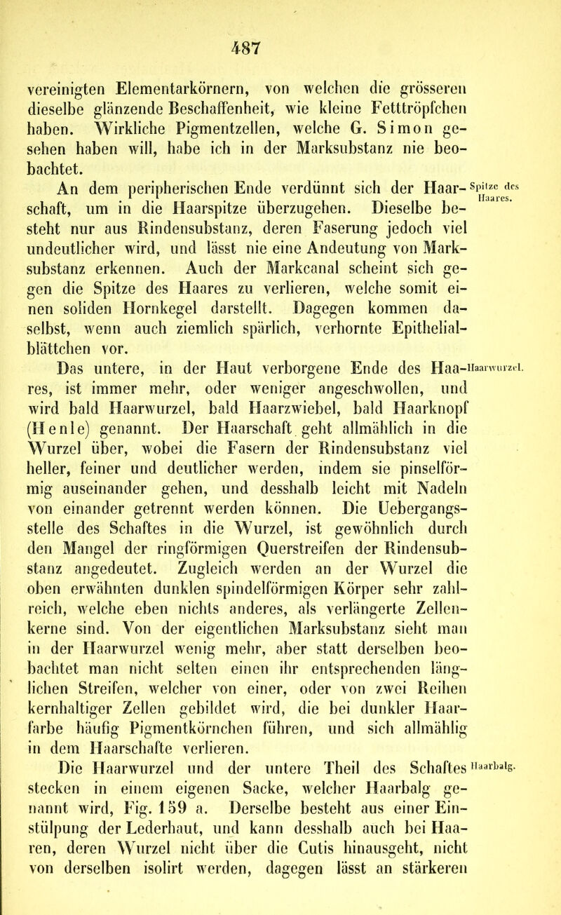 vereinigten Elementarkörnern, von welchen die grösseren dieselbe glänzende Beschaffenheit, wie kleine Fetttröpfchen haben. WirkHche Pigmentzellen, welche G. Simon ge- sehen haben will, habe ich in der Marksubstanz nie beo- bachtet. An dem peripherischen Ende verdünnt sich der Haar- spi»zc d« • T iT • ••! 1 T-k*ni Haares. Schaft, um ui die Haarspitze uberzugehen. Dieselbe be- steht nur aus Rindensubstanz, deren Faserung jedoch viel undeutlicher wird, und lässt nie eine Andeutung von Mark- substanz erkennen. Auch der Markcanal scheint sich ge- gen die Spitze des Haares zu verlieren, welche somit ei- nen soliden Hornkegel darstellt. Dagegen kommen da- selbst, wenn auch ziemhch spärlich, verhornte Epithelial- blättchen vor. Das untere, in der Haut verborgene Ende des Haa-naa^^i'»Zai- res, ist immer mehr, oder weniger angeschwollen, und wird bald Haarwurzel, bald Haarzwiebel, bald Haarknopf (Henie) genannt. Der Haarschaft geht allmählich in die Wurzel über, wobei die Fasern der Rindensubstanz viel heller, feiner und deutlicher werden, indem sie pinselför- mig auseinander gehen, und desshalb leicht mit Nadeln von einander getrennt werden können. Die üebergangs- stelle des Schaftes in die Wurzel, ist gewöhnlich durch den Mangel der ringförmigen Querstreifen der Rindensub- stanz angedeutet. Zugleich werden an der Wurzel die oben erwähnten dunklen spindelförmigen Körper sehr zahl- reich, welche eben nichts anderes, als verlängerte Zellen- kerne sind. Von der eigentlichen Marksubstanz sieht man in der Haarwurzel wenig mehr, aber statt derselben beo- bachtet man nicht selten einen ihr entsprechenden läng- lichen Streifen, welcher von einer, oder von zwei Reihen kernhaltiger Zellen gebildet wird, die bei dunkler Haar- farbe häufig Pigmentkörnchen führen, und sich allmählig in dem Haarschafte verlieren. Die Haarwurzel und der untere Theil des Schaftes »aaitaig. stecken in einem eigenen Sacke, welcher Haarbalg ge- nannt wird, Fig. 159 a. Derselbe besteht aus einer Ein- stülpung der Lederhaut, und kann desshalb auch bei Haa- ren, deren Wurzel nicht über die Cutis hinausgeht, nicht von derselben isolirt werden, dagegen lässt an stärkeren