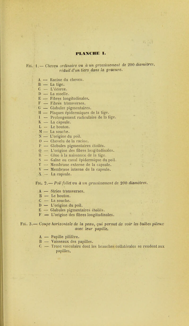 Fig. t.— Cheveu ordinaire vu à un grossissement de 200 diamètres, réduit d'un tiers dans la gravure. A Racine du cheveu. B La tige. G LÀ 1 * ' ' l t D La moelle. E Fibres longitudinales. F Fibres transverses. G Globules pigmentaires. 11 Plaques épidermiques de la tige. I Prolongement radiculaire de la lige. k La capsule. L Le bouton. M La souche. N L'origine du poil. 0 Chevelu de la racine. P Globules pigmentaires étoilés. Q L'origine des fibres longitudinales. K Cône à la naissance de la lige. S Gaine ou canal épidermique du poil. T Membrane externe de la capsule. V Membrane interne de la capsule. X La capsule. Fig. 2.— Poil follet vu à un grossissement de 200 diamètres. A — Stries transverses. B — Le bouton. C — La souche. D — L'origine du poil. E — Globules pigmentaires étoilés. F — L'origine des fibres longitudinales. Fig. 3.— Coupe horizontale de la peau, qui permet de voir les bulbes pileux avec leur papille. A B ('. Papille pilifère. Vaisseaux des papilles. Tronc vasculaire dont les branches collatérales se rendent aux papilles.