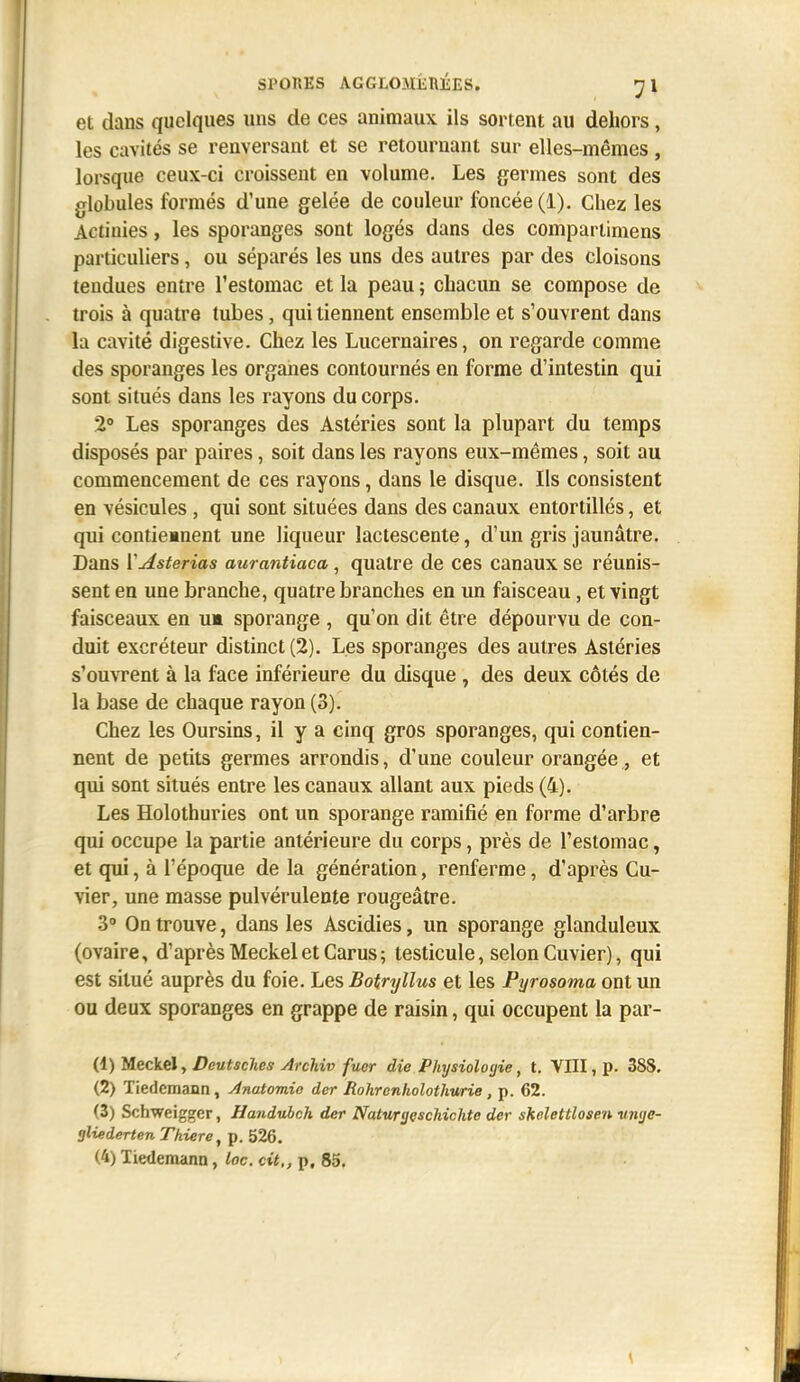 et dans quelques uns de ces animaux ils sortent au dehors, les cavités se renversant et se retournant sur elles-mêmes , lorsque ceux-ci croissent en volume. Les germes sont des globules formés d'une gelée de couleur foncée (1). Chez les Actinies, les sporanges sont logés dans des compartimens particuliers, ou séparés les uns des autres par des cloisons tendues entre l'estomac et la peau ; chacun se compose de trois à quatre tubes, qui tiennent ensemble et s'ouvrent dans la cavité digestive. Chez les Lucernaires, on regarde comme des sporanges les organes contournés en forme d'intestin qui sont situés dans les rayons du corps. 2 Les sporanges des Astéries sont la plupart du temps disposés par paires, soit dans les rayons eux-mêmes, soit au commencement de ces rayons, dans le disque. Ils consistent en vésicules, qui sont situées dans des canaux entortillés, et qui conticMuent une liqueur lactescente, d'un gris jaunâtre. Dans YAsterias aurantiaca, quatre de ces canaux se réunis- sent en une branche, quatre branches en un faisceau, et vingt faisceaux en um sporange , qu'on dit être dépourvu de con- duit excréteur distinct (2). Les sporanges des autres Astéries s'ouvrent à la face inférieure du disque , des deux côtés de la base de chaque rayon (3). Chez les Oursins, il y a cinq gros sporanges, qui contien- nent de petits germes arrondis, d'une couleur orangée, et qui sont situés entre les canaux allant aux pieds (4). Les Holothuries ont un sporange ramifié en forme d'arbre qui occupe la partie antérieure du corps, près de l'estomac, et qui, à l'époque de la génération, renferme, d'après Cu- vier, une masse pulvérulente rougeâtre. 3° On trouve, dans les Ascidies, un sporange glanduleux (ovaire, d'après Meckelet Carus; testicule, selon Cuvier), qui est situé auprès du foie. Les Botryllus et les Pyrosoma ont un ou deux sporanges en grappe de raisin, qui occupent la par- Ci) Ueckél, Dcutsches Archiv fuer die Physiolotjie, t. VIII, p. 38S. (2) Tiedcmann, Anatomie der Rohronholothurie , p. 62. (3) Schweiggcr, Handubch der Naturgçschichte der shelettlosen vwje- aliederten Thiere^ p. 526.