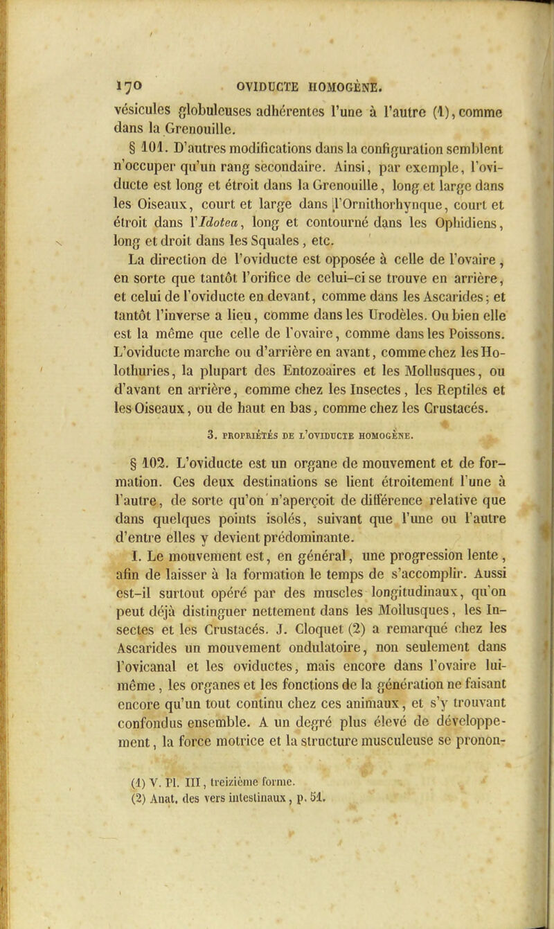 vésicules globuleuses adhérentes l'une à l'autre (1), comme dans la Grenouille. § 101. D'autres modifications dans la configuration semblent n'occuper qu'un rang secondaire. Ainsi, par exemple, l'ovi- ducte est long et étroit dans la Grenouille, long et large dans les Oiseaux, court et large dans TOrnithorhynque, court et étroit dans YIdotea, long et contourné dans les Ophidiens, long et droit dans les Squales, etc. La direction de l'oviducte est opposée à celle de l'ovaire , en sorte que tantôt l'orifice de celui-ci se trouve en arrière, et celui de l'oviducte en devant, comme dans les Ascarides ; et tantôt l'inverse a lieu, comme dans les Urodèles. Ou bien elle est la même que celle de l'ovaire, comme dans les Poissons. L'oviducte marche ou d'arrière en avant, comme chez les Ho- lothuries , la plupart des Entozoaires et les Mollusques, ou d'avant en arrière, comme chez les Insectes, les Reptiles et les Oiseaux, ou de haut en bas, comme chez les Crustacés, 3. PROPRIÉÏÉS DE l'oviducte HOMOGÈNE. § 102. L'oviducte est un organe de mouvement et de for- mation. Ces deux destinations se lient étroitement l'une à l'autre, de sorte qu'on n'aperçoit de différence relative que dans quelques points isolés, suivant que l'une ou l'autre d'entre elles y devient prédominante. I. Le mouvement est, en général, une progression lente , afin de laisser à la formation le temps de s'accomplir. Aussi est-il surtout opéré par des muscles longitudinaux, qu'on peut déjà distinguer nettement dans les Mollusques, les In- sectes et les Crustacés. J. Cloquet (2) a remarqué chez les Ascarides un mouvement ondulatoire, non seulement dans l'ovicanal et les oviductes, mais encore dans l'ovaire lui- même , les organes et les fonctions de la génération ne faisant encore qu'un tout continu chez ces animaux, et s'y trouvant confondus ensemble. A un degré plus élevé de développe- ment , la force motrice et la structure musculeuse se pronon- r (1) V. Pl. III, Ueiziènie forme.