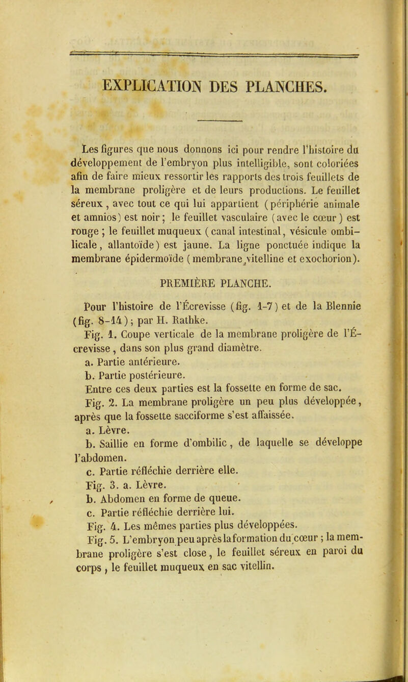 EXPLICATION DES PLANCHES. Les figures que nous donnons ici pour rendre Thistoire du développement de l'embryon plus inlelligible, sont coloriées afin de faire mieux ressortir les rapports des trois feuillets de la membrane proligère et de leurs productions. Le feuillet séreux , avec tout ce qui lui appartient ( périphérie animale et amnios) est noir; le feuillet vasculaire (avec le cœur) est ronge ; le feuillet muqueux ( canal intestinal, vésicule ombi- licale, allantoïde) est jaune. La ligne ponctuée indique la membrane épidermoïde ( membrane^vitelline et exochorion). PREMIÈRE PLANCHE. Pour l'histoire de l'Écrevisse (fig. 1-7) et de la Blennie (fig. 8-14); par H. Rathke. Fig. 1. Coupe verticale de la membrane proligère de l'É- crevisse , dans son plus grand diamètre. a. Partie antérieure. h. Partie postérieure. Entre ces deux parties est la fossette en forme de sac. Fig. 2. La membrane proligère un peu plus développée, après que la fossette sacciforme s'est affaissée, a. Lèvre. b. Saillie en forme d'ombilic, de laquelle se développe l'abdomen. c. Partie réfléchie derrière elle. Fig. 3. a. Lèvre. b. Abdomen en forme de queue. c. Partie réfléchie derrière lui. Fig. 4. Les mêmes parties plus développées. Fig. 5. L'embryon peu aprèslaformation du cœur ; la mem- brane proligère s'est close, le feuillet séreux en paroi du corps , le feuillet muqueux en sac vitellin.