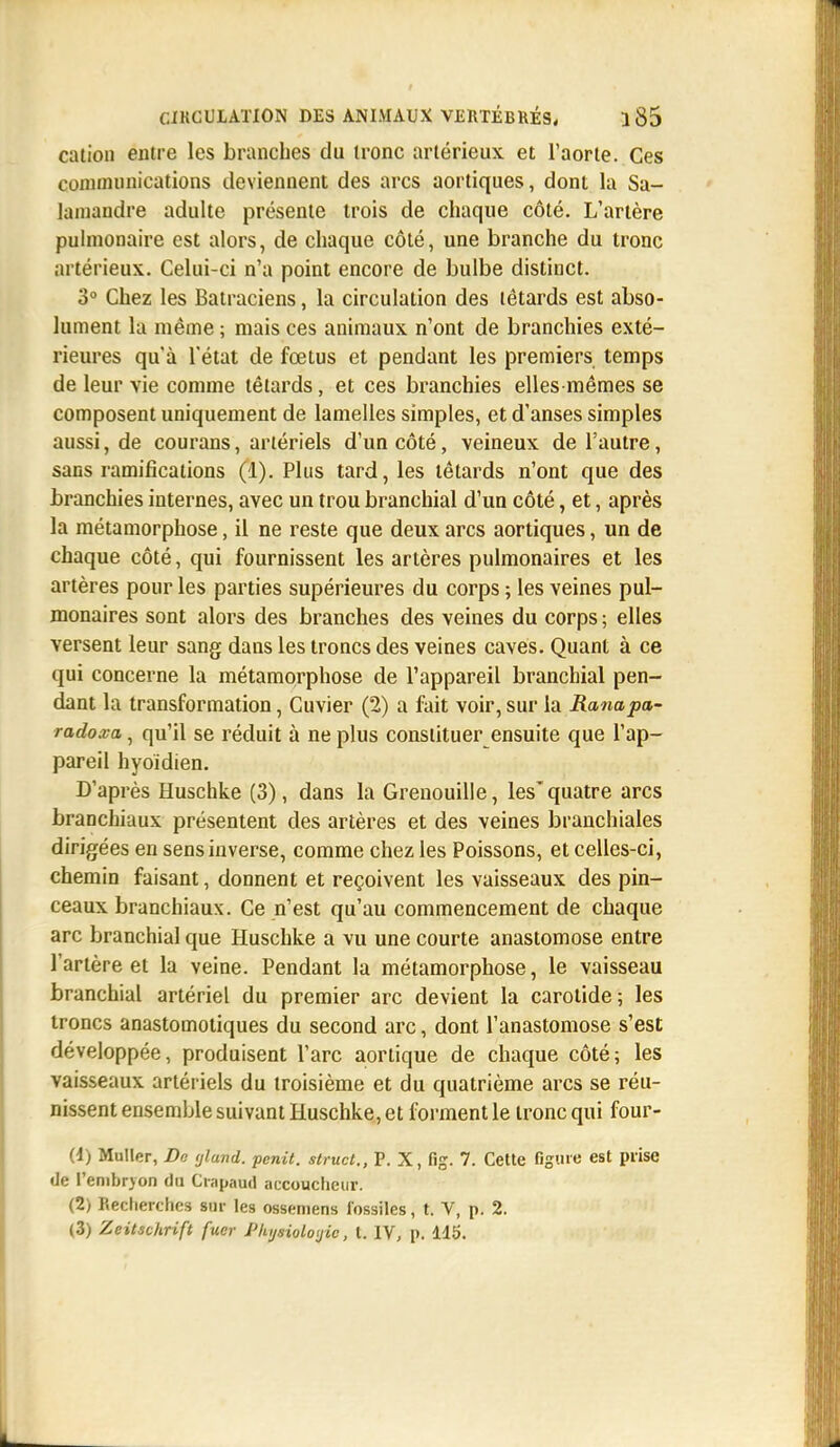 cation entre les branches du tronc artérieux et l'aorte. Ces communications deviennent des arcs aortiques, dont la Sa- lamandre adulte présente trois de chaque côté. L'artère pulmonaire est alors, de chaque côté, une branche du tronc artérieux. Celui-ci n'a point encore de bulbe distinct. 3° Chez les Batraciens, la circulation des têtards est abso- lument la même ; mais ces animaux n'ont de branchies exté- rieures qu'à l'état de fœtus et pendant les premiers temps de leur vie comme têtards, et ces branchies elles-mêmes se composent uniquement de lamelles simples, et d'anses simples aussi, de courans, artériels d'un côté, veineux de l'autre, sans ramifications (1). Plus tard, les têtards n'ont que des branchies internes, avec un trou branchial d'un côté, et, après la métamorphose, il ne reste que deux arcs aortiques, un de chaque côté, qui fournissent les artères pulmonaires et les artères pour les parties supérieures du corps ; les veines pul- monaires sont alors des branches des veines du corps ; elles versent leur sang dans les troncs des veines caves. Quant à ce qui concerne la métamorphose de l'appareil branchial pen- dant la transformation, Cuvier (2) a fait voir, sur la Ranapa- radoxa, qu'il se réduit à ne plus constituer ensuite que l'ap- pareil hyoïdien. D'après Huschke (3), dans la Grenouille, les'quatre arcs branchiaux présentent des artères et des veines branchiales dirigées en sens inverse, comme chez les Poissons, et celles-ci, chemin faisant, donnent et reçoivent les vaisseaux des pin- ceaux branchiaux. Ce n'est qu'au commencement de chaque arc branchial que Huschke a vu une courte anastomose entre l'artère et la veine. Pendant la métamorphose, le vaisseau branchial artériel du premier arc devient la carotide; les troncs anastomotiques du second arc, dont l'anastomose s'est développée, produisent l'arc aortique de chaque côté; les vaisseaux artériels du troisième et du quatrième arcs se réu- nissent ensemble suivant Huschke, et forment le tronc qui four- Ci) Muller, Do tjland. penit. struct., P. X, fig. 7. Cette figure est prise de l'embryon du Crapaud accoucheur. (2) Recherches sur les ossemens fossiles, t. V, p. 2. (3) Zeitschrift fuer i'hijsioloyic, l. IV, p. 115.