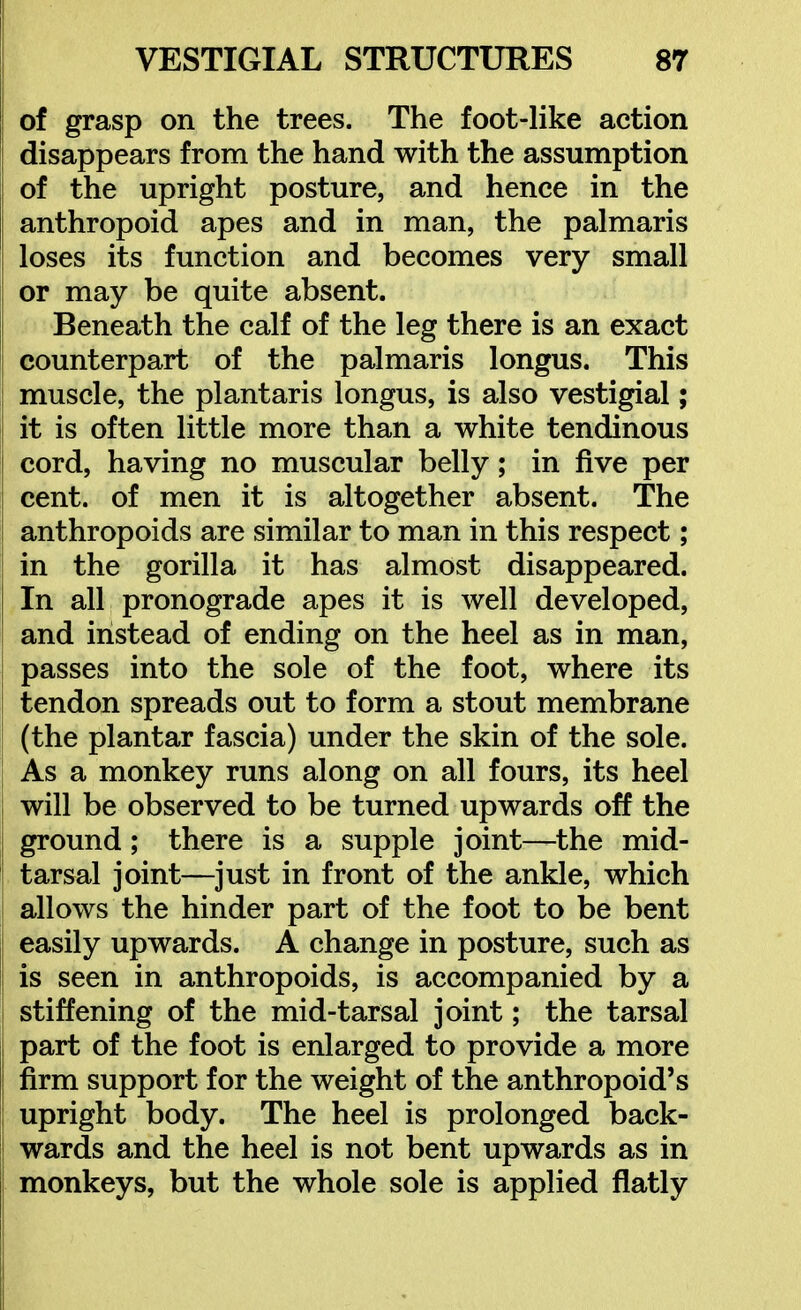 of grasp on the trees. The foot-like action disappears from the hand with the assumption of the upright posture, and hence in the anthropoid apes and in man, the palmaris loses its function and becomes very small or may be quite absent. Beneath the calf of the leg there is an exact counterpart of the palmaris longus. This muscle, the plantaris longus, is also vestigial; it is often little more than a white tendinous cord, having no muscular belly; in five per cent, of men it is altogether absent. The anthropoids are similar to man in this respect; in the gorilla it has almost disappeared. In all pronograde apes it is well developed, and instead of ending on the heel as in man, passes into the sole of the foot, where its tendon spreads out to form a stout membrane (the plantar fascia) under the skin of the sole. As a monkey runs along on all fours, its heel will be observed to be turned upwards off the ground; there is a supple joint—the mid- tarsal joint—just in front of the ankle, which allows the hinder part of the foot to be bent easily upwards. A change in posture, such as is seen in anthropoids, is accompanied by a stiffening of the mid-tarsal joint; the tarsal part of the foot is enlarged to provide a more firm support for the weight of the anthropoid's upright body. The heel is prolonged back- wards and the heel is not bent upwards as in monkeys, but the whole sole is applied flatly