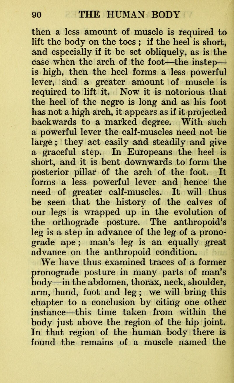 then a less amount of muscle is required to lift the body on the toes ; if the heel is short, and especially if it be set obliquely, as is the case when the arch of the foot—^the instep— is high, then the heel forms a less powerful lever, and a greater amount of muscle is required to lift it. Now it is notorious that the heel of the negro is long and as his foot has not a high arch, it appears as if it projected backwards to a marked degree. With such a powerful lever the calf-muscles need not be large; they act easily and steadily and give a graceful step. In Europeans the heel is short, and it is bent downwards to form the posterior pillar of the arch of the foot. It forms a less powerful lever and hence the need of greater calf-muscles. It will thus be seen that the history of the calves of our legs is wrapped up in the evolution of the orthograde posture. The anthropoid's leg is a step in advance of the leg of a prono- grade ape; man's leg is an equally great advance on the anthropoid condition. We have thus examined traces of a former pronograde posture in many parts of man's body—in the abdomen, thorax, neck, shoulder, arm, hand, foot and leg; we will bring this chapter to a conclusion by citing one other instance—^this time taken from within the body just above the region of the hip joint. In that region of the human body there is found the remains of a muscle named the