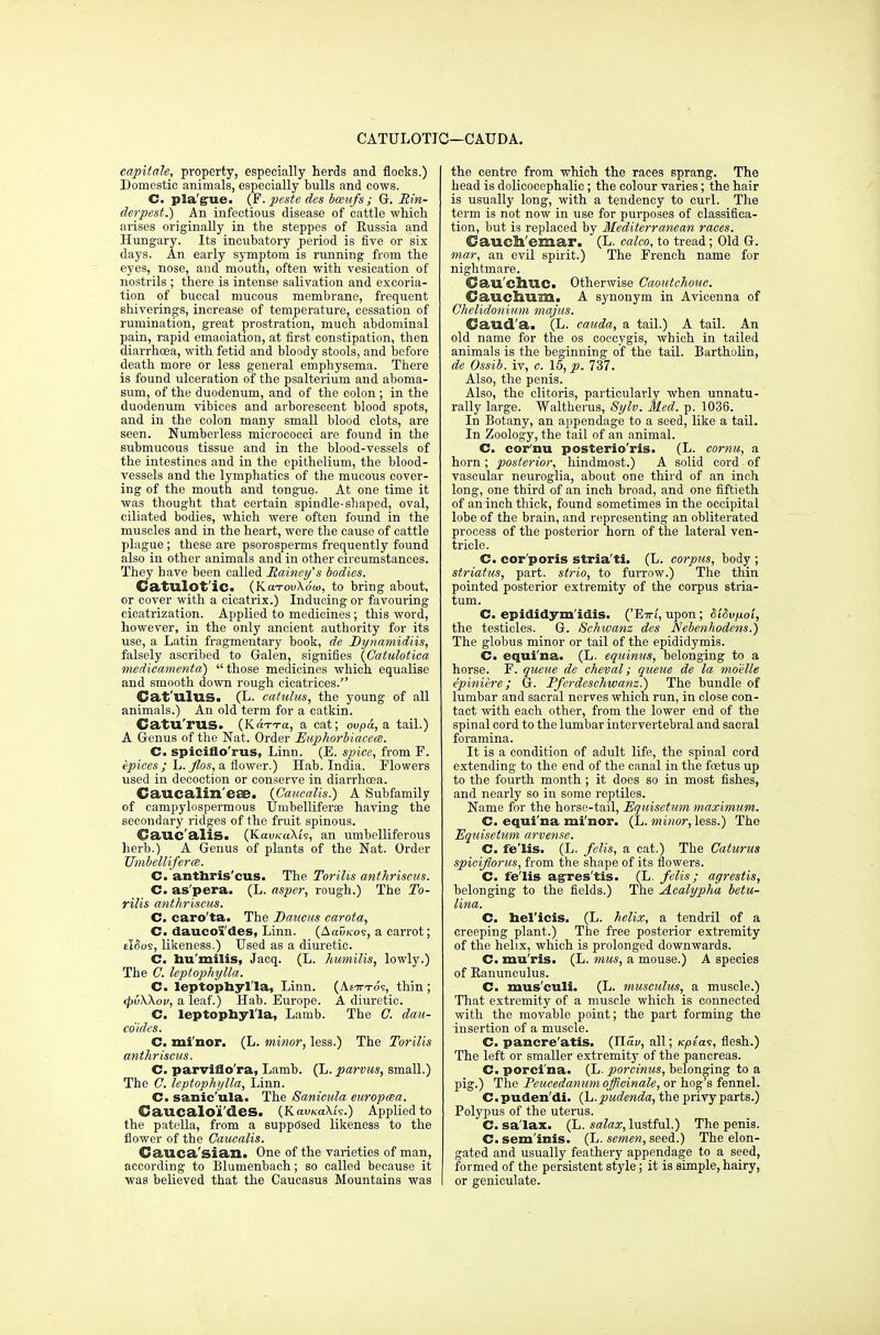 CATULOTIC—CAUDA. capitate, property, especially herds and flocks.) Domestic animals, especially bulls and cows. C. plague. (F. peste des boeufs; G. Rin- derpest.) An infectious disease of cattle which arises originally in tbe steppes of Eussia and Hungary. Its incubatory period is five or six days. An early symptom is running from the eyes, nose, and mouth, often with vesication of nostrils ; there is intense salivation and excoria- tion of buccal mucous membrane, frequent shiverings, increase of temperature, cessation of rumination, great prostration, much abdominal pain, rapid emaciation, at first constipation, then diarrhoea, with fetid and bloody stools, and before death more or less general emphysema. There is found ulceration of the psalterium and aboma- sum, of the duodenum, and of the colon ; in the duodenum vibices and arborescent blood spots, and in the colon many small blood clots, are seen. Numberless micrococci are found in the submucous tissue and in the blood-vessels of the intestines and in the epithelium, the blood- vessels and the lymphatics of the mucous cover- ing of the mouth and tongue. At one time it was thought that certain spindle-shaped, oval, ciliated bodies, which were often found in the muscles and in the heart, were the cause of cattle plague; these are psorosperms frequently found also in other animals and in other circumstances. They have been called Raincy's bodies. Catulot'ic. (KctTouXow, to bring about, or cover with a cicatrix.) Inducing or favouring cicatrization. Applied to medicines; this word, however, in the only ancient authority for its use, a Latin fragmentary book, de Dynamidiis, falsely ascribed to Galen, signifies (Catulotica medicamenta) those medicines which equalise and smooth down rough cicatrices. Ca.fu.lus. (L. catulus, the young of all animals.) An old term for a catkin. Catu'rus. (Kotto, a cat; ovpd, a tail.) A Genus of the Nat. Order Euphorbiaeece. C. spiciflo'rus, Linn. (E. spice, from F. epices ; li.Jlos, a flower.) Hab. India. Flowers used in decoction or conserve in diarrhoea. Caucalin'eae. (Caitcalis.) A Subfamily of campylospermous Umbelliferae having the secondary ridges of the fruit spinous. Cauc'alis. (KavKaXU, an umbelliferous herb.) A Genus of plants of the Nat. Order Umbelliferm. C. anthris'cus. The Torilis anthriscus. C. as'pera. (L. asper, rough.) The To- rilis anthriscus. C. caro'ta. The Daucus carota, C. daucoi'des, Linn. (Aai~/tos, a carrot; eI(5os, likeness.) Used as a diuretic. C. hu'milis, Jacq. (L. humilis, lowly.) The C. leptophylla. C. leptophylla, Linn. (As7ttos, thin; tpvWov, a leaf.) Hab. Europe. A diuretic. C. leptophylla, Lamb. The ft dau- co'ides. C. minor. (L. minor, less.) The Torilis anthriscus. C. parviflo'ra, Lamb. (L. parvus, small.) The ft leptophylla, Linn. C. sanic'ula. The Sanicula europma. Caucalo'i'des. (KavK<z\h.) Applied to the patella, from a supposed likeness to the flower of the Caucalis. Cauca'sian. One of the varieties of man, according to Blumenbach; so called because it was believed that the Caucasus Mountains was the centre from which the races sprang. The head is dolicocephalic; the colour varies; the hair is usually long, with a tendency to curl. The term is not now in use for purposes of classifica- tion, but is replaced by Mediterranean races. Cauch'emar. (L. calco, to tread; Old G. mar, an evil spirit.) The French name for nightmare. C?au'clVUC. Otherwise Caoutchouc. Gauclium. A synonym in Avicenna of Chelidonium majus. CSaud'a. (L. cauda, a tail.) A tail. An old name for the os coccygis, which in tailed animals is the beginning of the tail. Bartholin, de Ossib. iv, c. 15, p. 737. Also, the penis. Also, the clitoris, particularly when unnatu- rally large. Waltherus, Sylv. Med. p. 1036. In Botany, an appendage to a seed, like a tail. In Zoology, the tail of an animal. C. cornu posterio'ris. (L. eornu, a horn; posterior, hindmost.) A solid cord of vascular neuroglia, about one third of an inch long, one third of an inch broad, and one fiftieth of an inch thick, found sometimes in the occipital lobe of the brain, and representing an obliterated process of the posterior horn of the lateral ven- tricle . C. corporis stria'ti. (L. corpus, body ; striatus, part, strio, to furrow.) The thin pointed posterior extremity of the corpus stria- tum. C. epididym itis. ('Eirt, upon; 8'iSv/x.oi, the testicles. G. Schwanz des Nebenhodens.) The globus minor or tail of the epididymis. C. equina. (L. equinus, belonging to a horse. F. queue de cheval; queue de la mo'elle epiniere; G. Pferdeschwanz.) The bundle of lumbar and sacral nerves which run, in close con- tact with each other, from the lower end of the spinal cord to the lumbar intervertebral and sacral foramina. It is a condition of adult life, the spinal cord extending to the end of the canal in the foetus up to the fourth month; it does so in most fishes, and nearly so in some reptiles. Name for the horse-tail, Equisetmn maximum. C. equina minor. (L. minor, less.) The Equisetum arvense. C. fe'lis. (L. felis, a cat.) The Caturus spicifiorus, from the shape of its flowers. C. fe'lis agres'tis. (L. felis; agrestis, belonging to the fields.) The Acalypha betu- lina. C. hel'icis. (L. helix, a tendril of a creeping plant.) The free posterior extremity of the helix, which is prolonged downwards. C. mu'ris. (L. mus, a mouse.) A species of Ranunculus. C. mus'culi. (L. musculus, a muscle.) That extremity of a muscle which is connected with the movable point; the part forming the insertion of a muscle. C. pancre'atis. (Tldv, all; Kplas, flesh.) The left or smaller extremity of the pancreas. C- porci'na. (L. porcinus, belonging to a pig.) The Peucedanum officinale, or hog's fennel. C. puden'di. (L. pudenda, the privy parts.) Polypus of the uterus. C. sa'lax. (L. salax, lustful.) The penis. C.sem'inis. (L. semen, seed.) The elon- gated and usually feathery appendage to a seed, formed of the persistent style; it is simple, hairy, or geniculate.