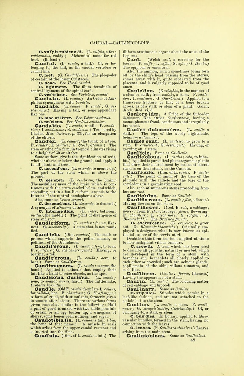 CAUDAL—CAULINICOLOUS. C. vul'pis rubieum'di. (L. vulpis, a fox ; rubicundus, ruddy.) Alchemical name for red lead. (Ruland.) Caud'al. (L. cauda, a tail.) Of, or be- longing to, the tail, as the caudal vertebra or caudal fins. C. feet. (G. Caudalfiisse.) The pleopodes of certain of the lower Crustacea. C- hood. See Hood, caudal. C. lig-'ament. The filum terminale of central ligament of the spinal cord. C. ver'tebrse. See Vertebra, caudal. Cauda ta. (L. cauda.) An Order of Am- phibia synonymous with TJrodela. Caudate. (L. cauda. P. caude ; G. ge- schwanzt.) Having a tail, or some appendage like one. C. lobe of liv'er. See Lobus caudatus. C. nu'cleus. See Nucleus caudatus. Cauda'tio. (L. cauda, a tail. P. cauda- tion ; I. caudazione; S. caudacion.) Term used by Blasius, Med. Univers. p. 334, for an elongation of the clitoris. Cand'eZi (L. caudex, the trunk of a tree. P. caudex; I. caudice; G. Stock, Stamm.) The stem or stipe of a fern, in tropical climates rising to a height of 30 or 40 feet. Some authors give it the signification of axis, whether above or below the ground, and apply it to all plants and trees. C. aseend'ens. (L. ascendo, to mount up.) The part of the stem which is above the ground. C. cer'ebri. (L. cerebrum, the brain.) The medullary mass of the brain which is con- tinuous with the crura cerebri below, and'which, spreading out in a fan-like form, ascends to the interior of the central hemispheres above. Also, same as Crura cerebri. C. descend'ens. (L. descendo, to descend.) A synonym of Rhizome or Root. C. interme'dius. (L. inter, between; mcdius, the middle.) The point of divergence of stem and root. Caudic'iform. (L. caudex ; forma, like- ness. G. stockartig.) A stem that is not rami- fied. Caud'icle. (Dim. caudex.) The stalk or process which supports the pollen masses, or pollinea, of the Orchidacese. Caudif erous. (L. cauda ; fero, to bear. P. coudifere; G. sehwanztragend.) Having, or bearing, a tail. Caudig'erous. (L. cauda; gero, to bear.) Same as Gaudiferous. Caudima'nous. (L. cauda; manus, the hand.) Applied to animals that employ their tail like a hand to seize objects, as the apes. Caudiso'na duris'sa. (L. cauda; sono, to sound; durus, hard.) The rattlesnake, Crotalus horridus. Caud le. (Old F. caudel, from late L. caldus, for calidus, hot. F. chaudeau ; G. Kraftsuppe.) A form of gruel, with stimulants, formerly given to women after labour. There are various forms given somewhat similar to the following: Half a pint of gruel is mixed with two tablespoonfuls of cream or an egg beaten up, a wineglass of sherry, some lemon peel, nutmeg, and sugar. Caudotibialis. (L. cauda, a tail; tibia, the bone of that name.) A muscle in seals which arises from the upper caudal vertebra and is inserted into the tibia. Caud'ula. (Dim. of L. cauda, a tail.) The filiform or setaceous organs about the anus of the Lepisma. Caul. (Welsh caul, a covering for the bowels. F. coiffe ; I. cuffia; S. cofia ; G. Haube.) The epiploon or omentum. Also, the amnion, which sometimes being torn off by the child's head passing from the uterus, comes away with it, quite separated from the placenta, and is vulgarly supposed to be of good omen. Caule'don. (Kav\ri$6v,in the manner of a stem or stalk; from «au\os, a stem. F. caule- don ; I. cauledon ; G. Querbruch.) Applied to a transverse fracture, or that of a bone broken across, as of a stalk or stem of a plant. Galen, Meth. Med. vi, 5. Caulerp'idae. A Tribe of the Suborder Siphonece, Nat. Order Confervacem, having a monosiphonous frond, continuous and irregularly branched. Caul'es dulcama'rse. (L. caulis, a stalk.) The tops of the woody nightshade, Solatium dulcamara. Gaules'cent. (L. caulesco, to grow to a stem. F. caulescent; G. bestengelt.) Having, or growing on, a stem. Caul'icle. Same as Caulicule. Caullc'olOUS. (L. caulis; colo, to inha- bit.) Applied to parasitical phanerogamous plants that draw their nourishment by means of lateral suckers on their stems, as the Cuscuta. Caul'icule. (Dim. of L. caulis. P. cauli- cule.) The point of union of the base of the plumule with the radicle and the base of the cotyledons in a germinating seed. Also, each of numerous stems proceeding from but one root. Caulic'ulus. Same as Caulicle. Caulifio'rous. (L. caulis ;flos, a flower.) Having flowers on the stem. Cauliflower. (Mod. E. cole, a cabbage; flower; from F. chou, cabbage ;fleuri, flowering. F. choufleur; I. cavol flore; S. coliflor; G. Blumenkohl.) The Brassiea florida. C. excrescence. (L. excresco; to grow out. G. Blumenkohlgewiichs.) Originally em- ployed to designate what is now known as epi- thelial cancer of the cervix uteri. Doubtless this term has been applied at times to non-malignant villous tumours. C. growth. A term which has been used to describe all growths, natural or morbid, which are developed in the form of a stem, with branches and branchlets all closely applied to each other or crowded ; such are acinous glands, papillomata of the skin, villous tumours, and such like. Caul'iform. {Caulis; forma, likeness.) Having the appearance of a stem. Caul'in. (L. caula.) The colouring matter of red cabbage and broccoli. Caul'inary. Same as Cauline. C. stip'ules. Stipules which persist in a leaf-like fashion, and are not attached to the petiole but to the stem. Caul'ine. (L. caulis, a stem. F. eauli- ttaire; G. stengelstdndig, stielstdndig.) Of, or belonging to, a stalk or stem. C. bun'dles. In Botany, applied to fibro- vascular bundles, formed in the stem, having no connection with the leaves. C. leaves. (F.feuilles caulinaires.) Leaves arising from the main stem. Caullnic'olOUS. Same as Caulicolous. 48